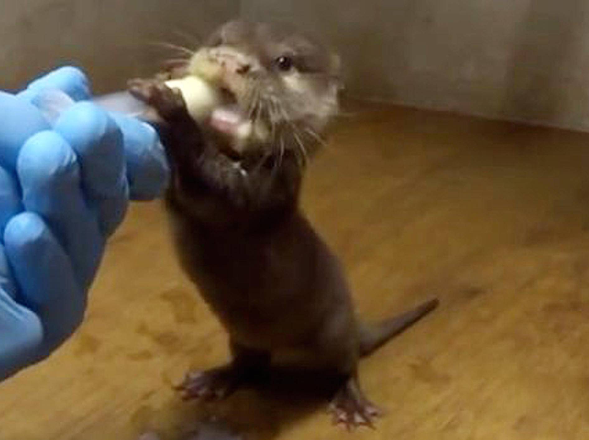 Ein süßer kleine Otter trink aus der Flasche - Bild: youtube / 福岡チャンネル by Fukuoka city