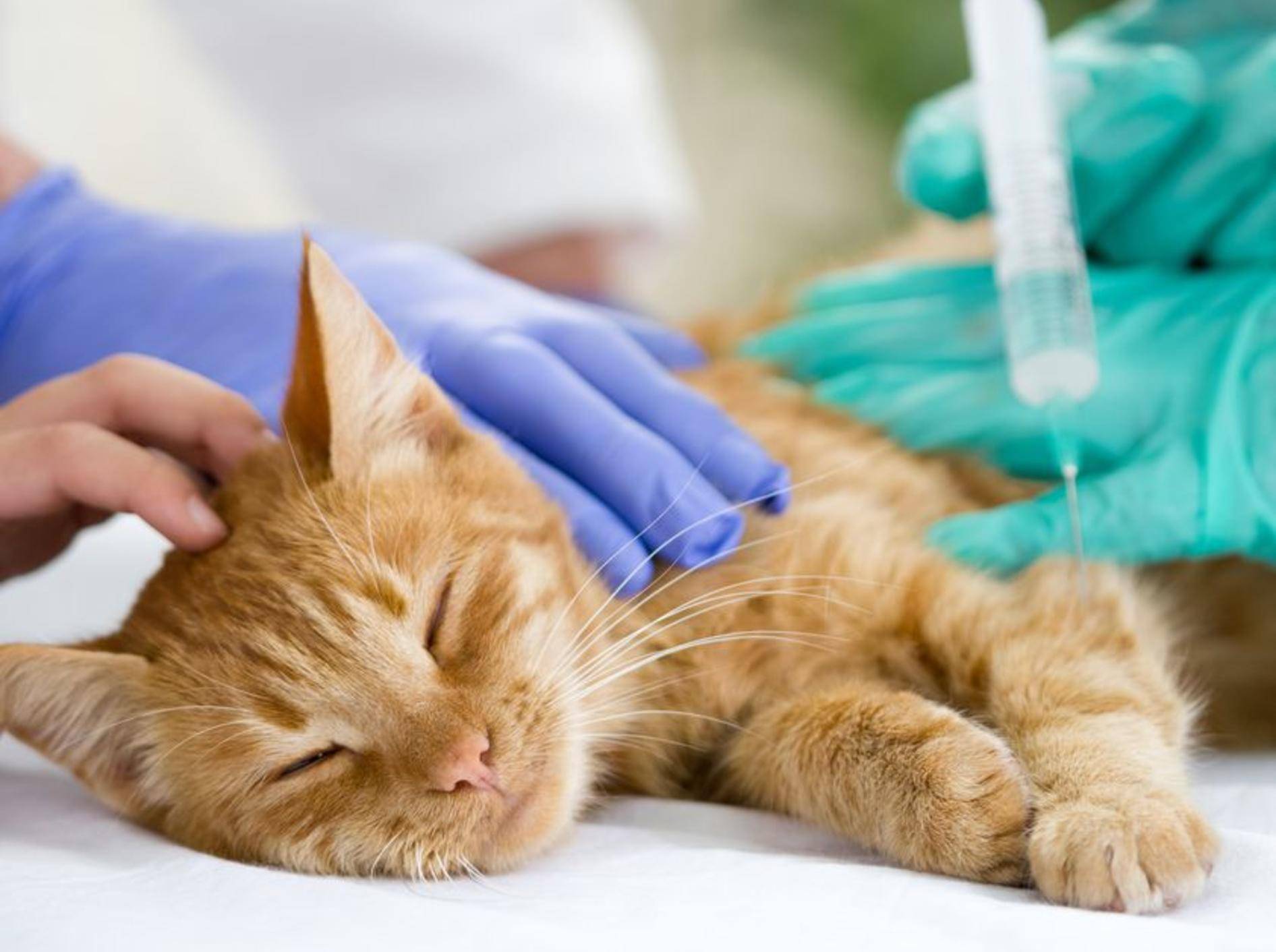 Die Katzenkrankheit FIP kann über Bluttests und Entnahme von Flüssigkeit aus der Bauchhöhle diagnostiziert werden – Bild: Shutterstock / VP Photo Studio