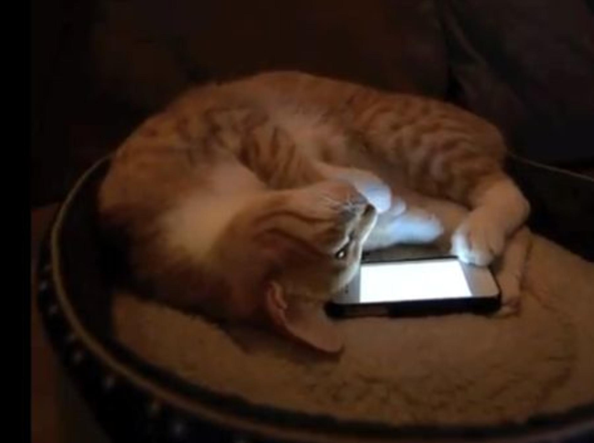 Katze City spielt mit iPhone - Bild: Youtube / CitytheKitty