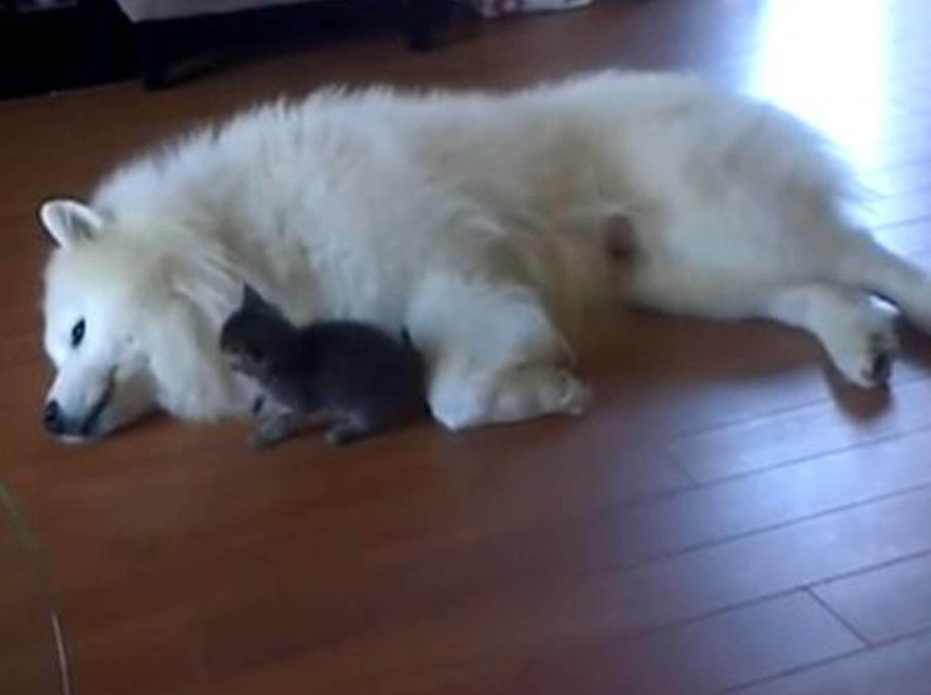 Groß und klein sind beste Freude: Samojede Vidor und das minikleine Katzenbaby – Bild: Youtube / Jessica Lamb•