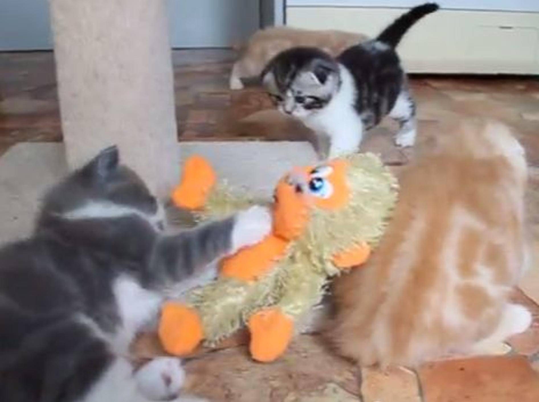 Scottish-Fold-Katzenbabys: Bunte Bande zum Verlieben — Bild: Youtube / Любовь Ющенко