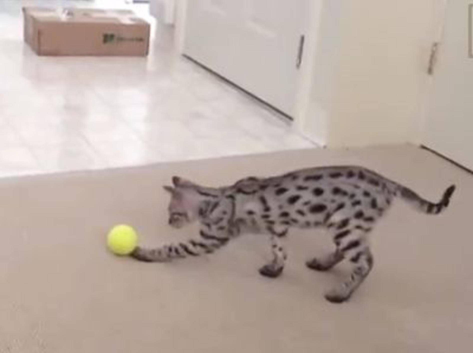 Katzen beweisen: Nicht nur Hunde lieben Tennisbälle – Bild: Youtube / FunnyClix