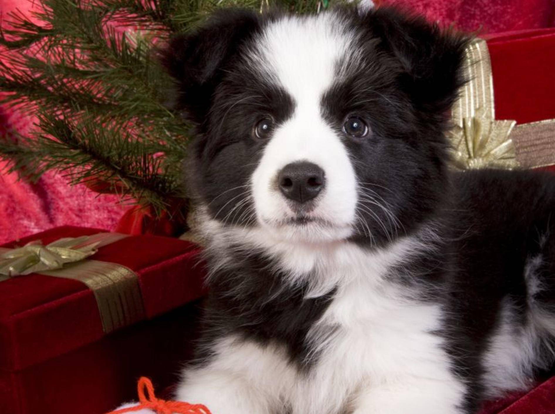 Border-Collie-Hund-Weihnachten