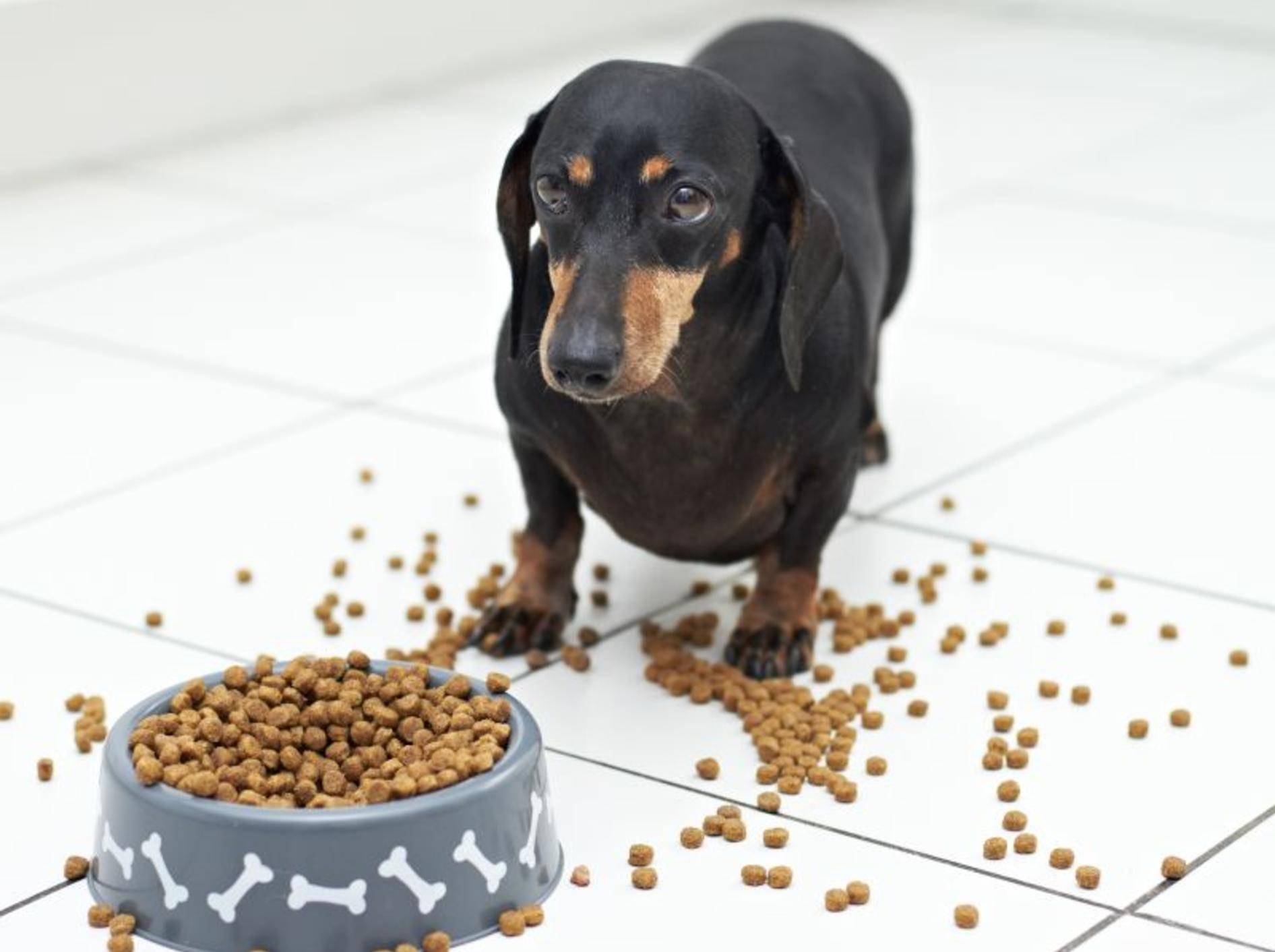 Was tun, wenn Ihr Hund nicht fressen will