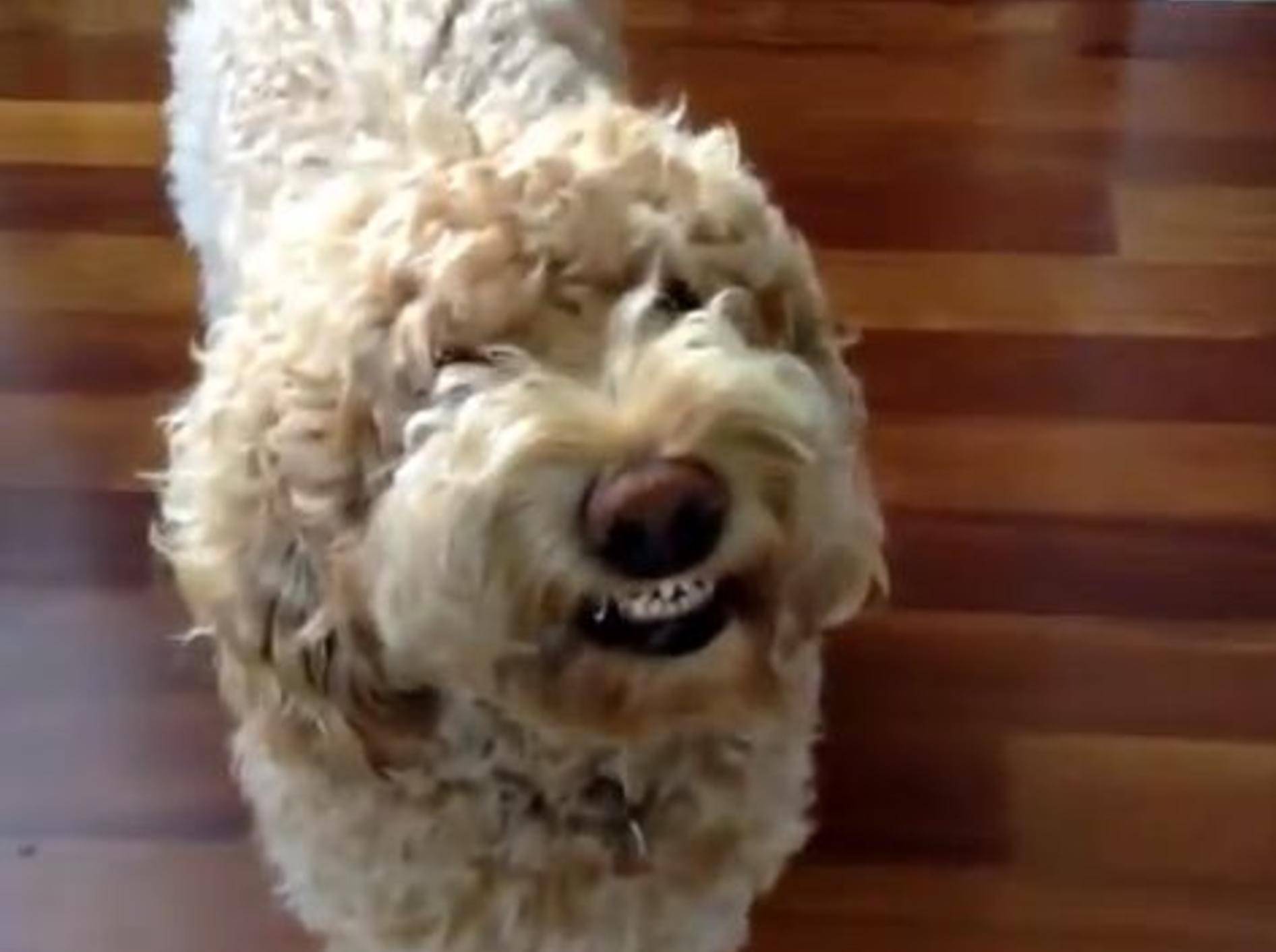 Compilation: Süße Hunde haben "gut Lachen"! – Bild: Youtube / funnyplox