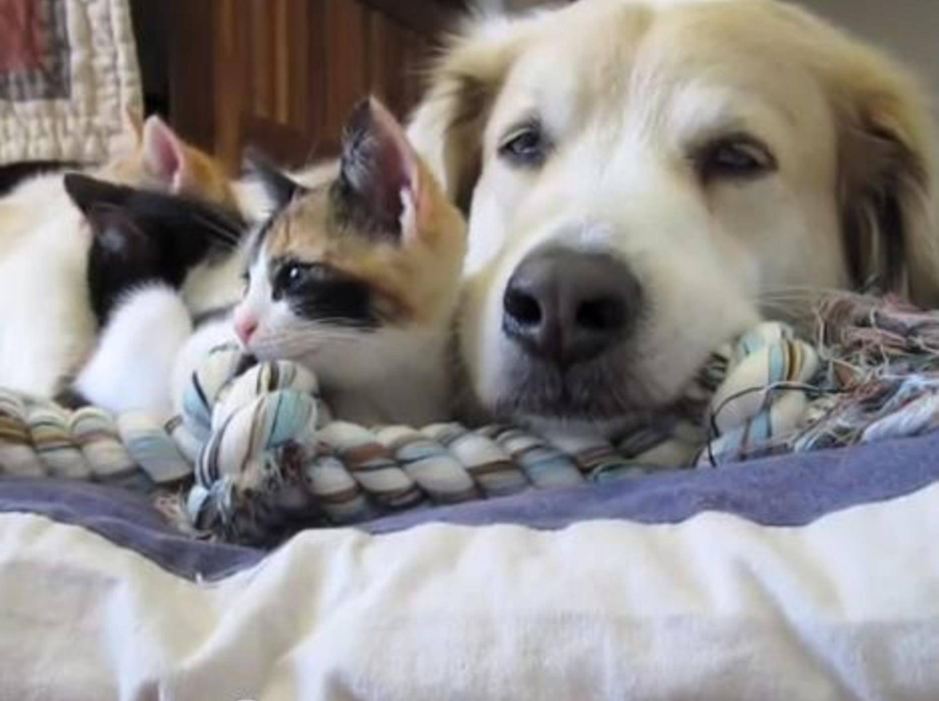Hund und Babykatzen machen Mittagspause – Bild: Youtube / dcjanelle