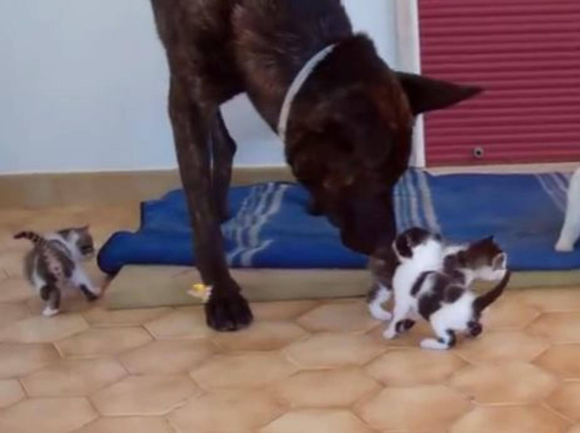 Kleine Katzen, großer Babysitter – Bild: Youtube / Rifugio Alliste-Felline