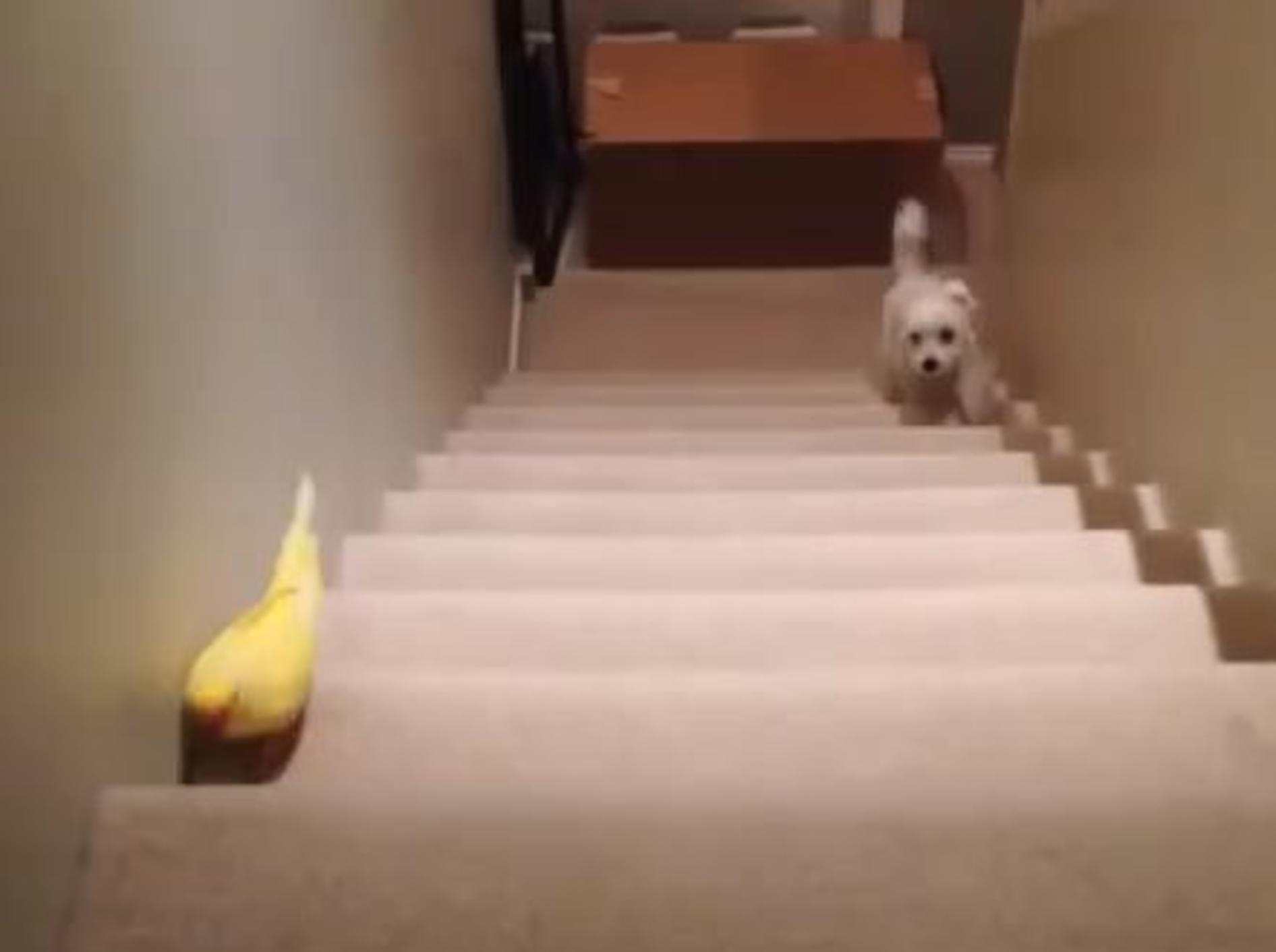 Lustiges Wettrennen zwischen Hund und Papagei – Bild: Youtube / Peekaboo Parrots