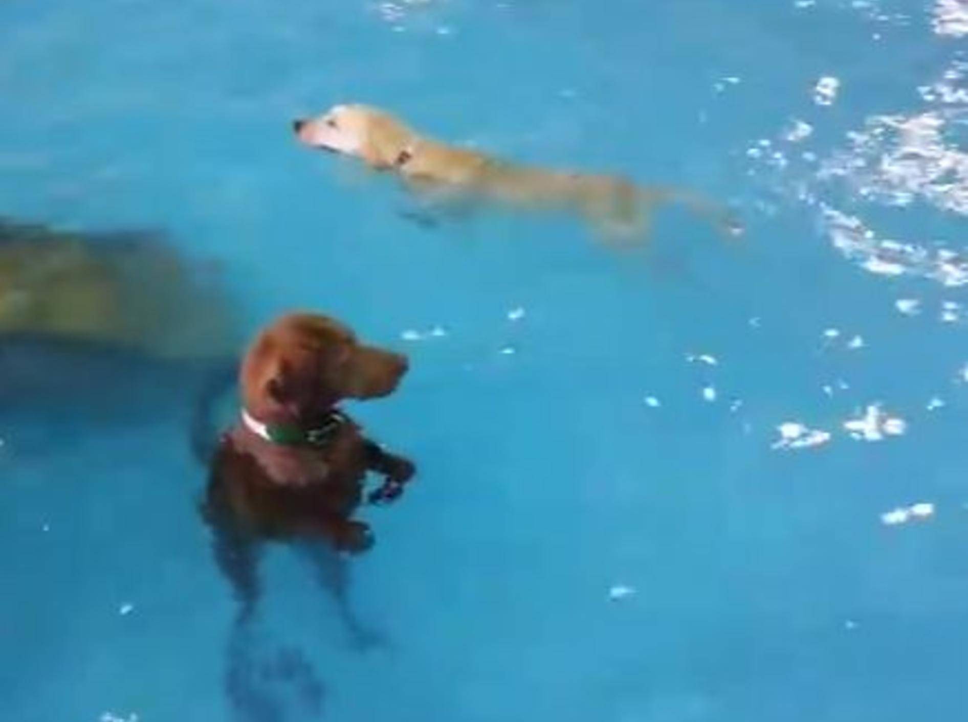 Süßer Hund: Wie schwimmt man nochmal? – Bild: Youtube / JANA Underwood