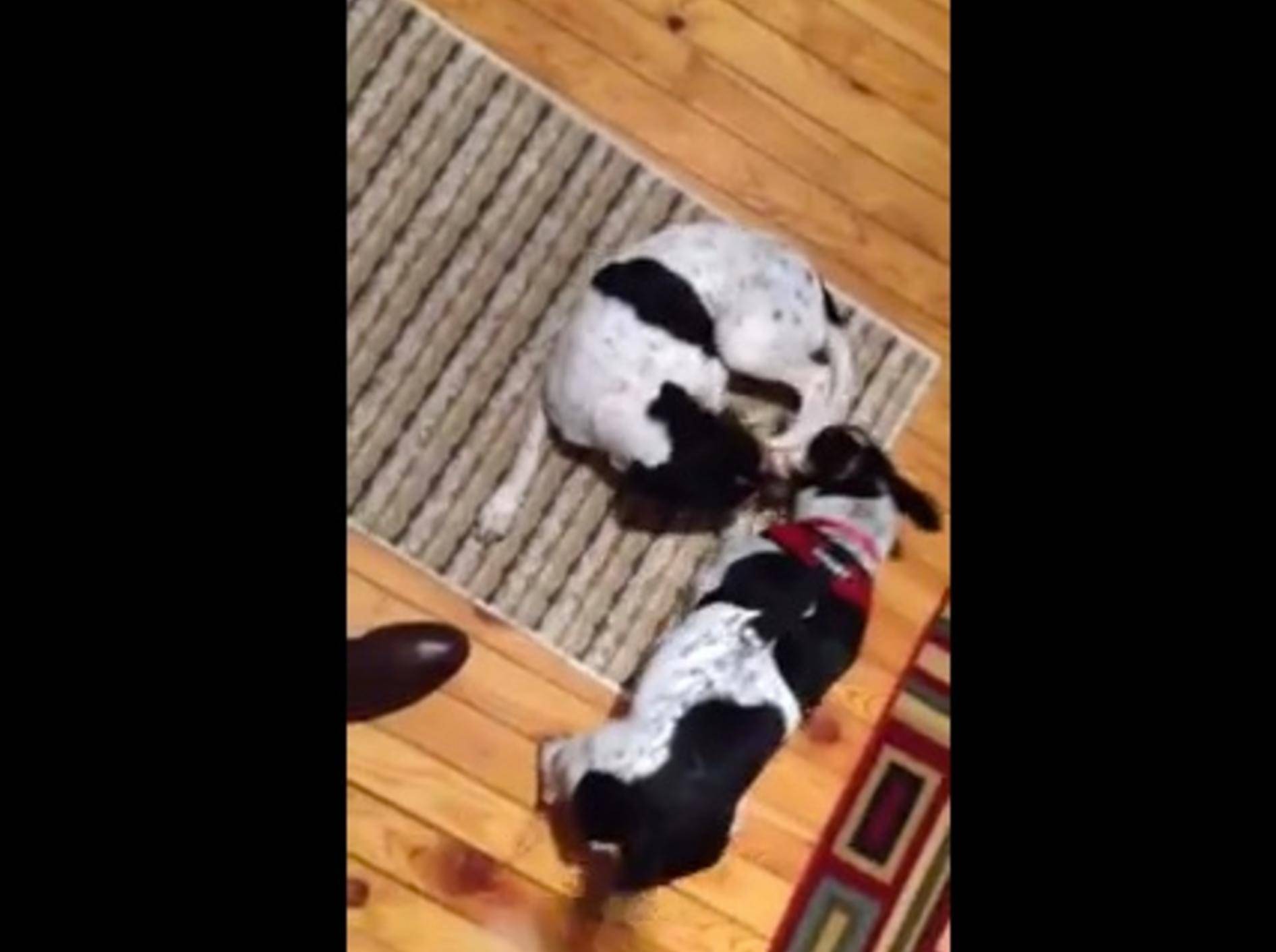 Zwei Hunde feiern tierisch schönes Wiedersehen – Bild: Youtube / foxtail7777