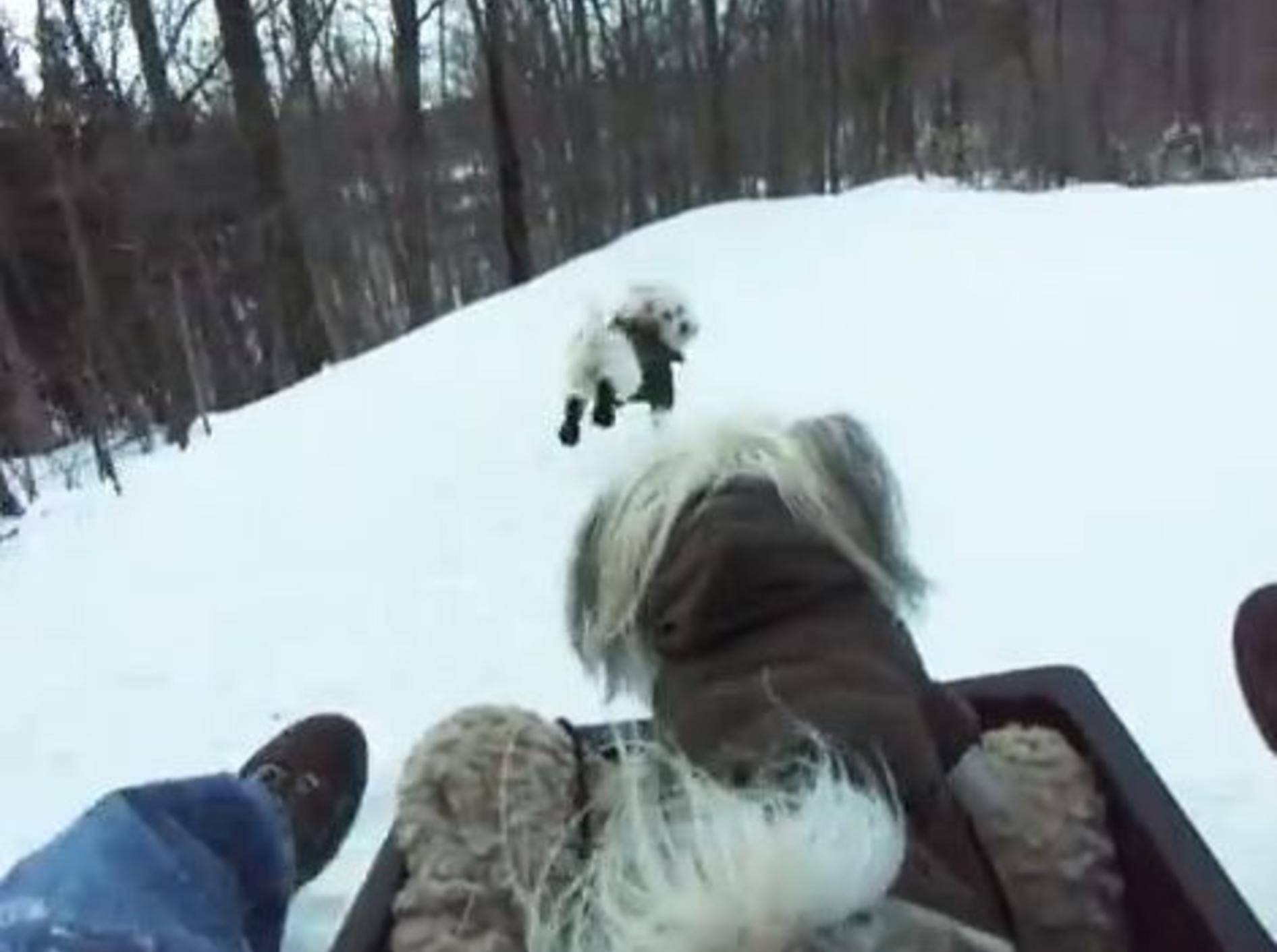 Winterspaß: Hunde, Schlitten und Schneemänner – Bild: Youtube / Petsami
