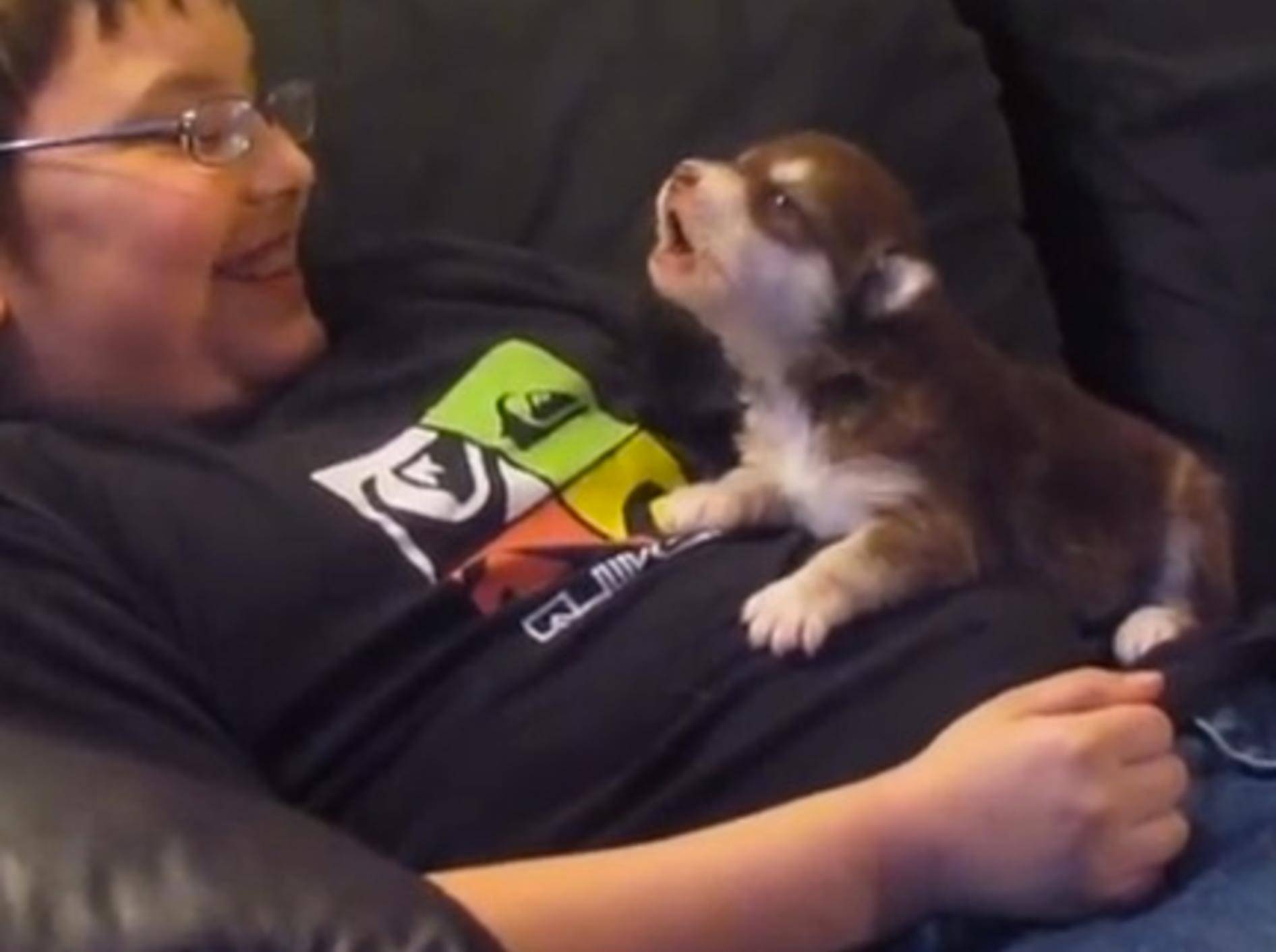 Niedlicher geht es nicht: Baby Husky lernt heulen – Bild: Youtube / patkandiurin