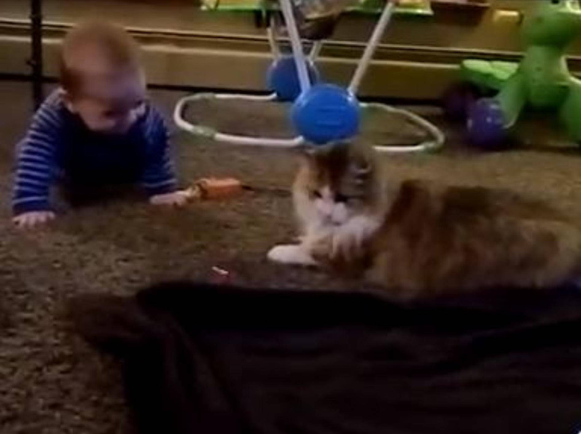 Wie schön: Wenn Katzen Babys zum Lachen bringen – Bild: Youtube / CrazyFunnyStuffCFS