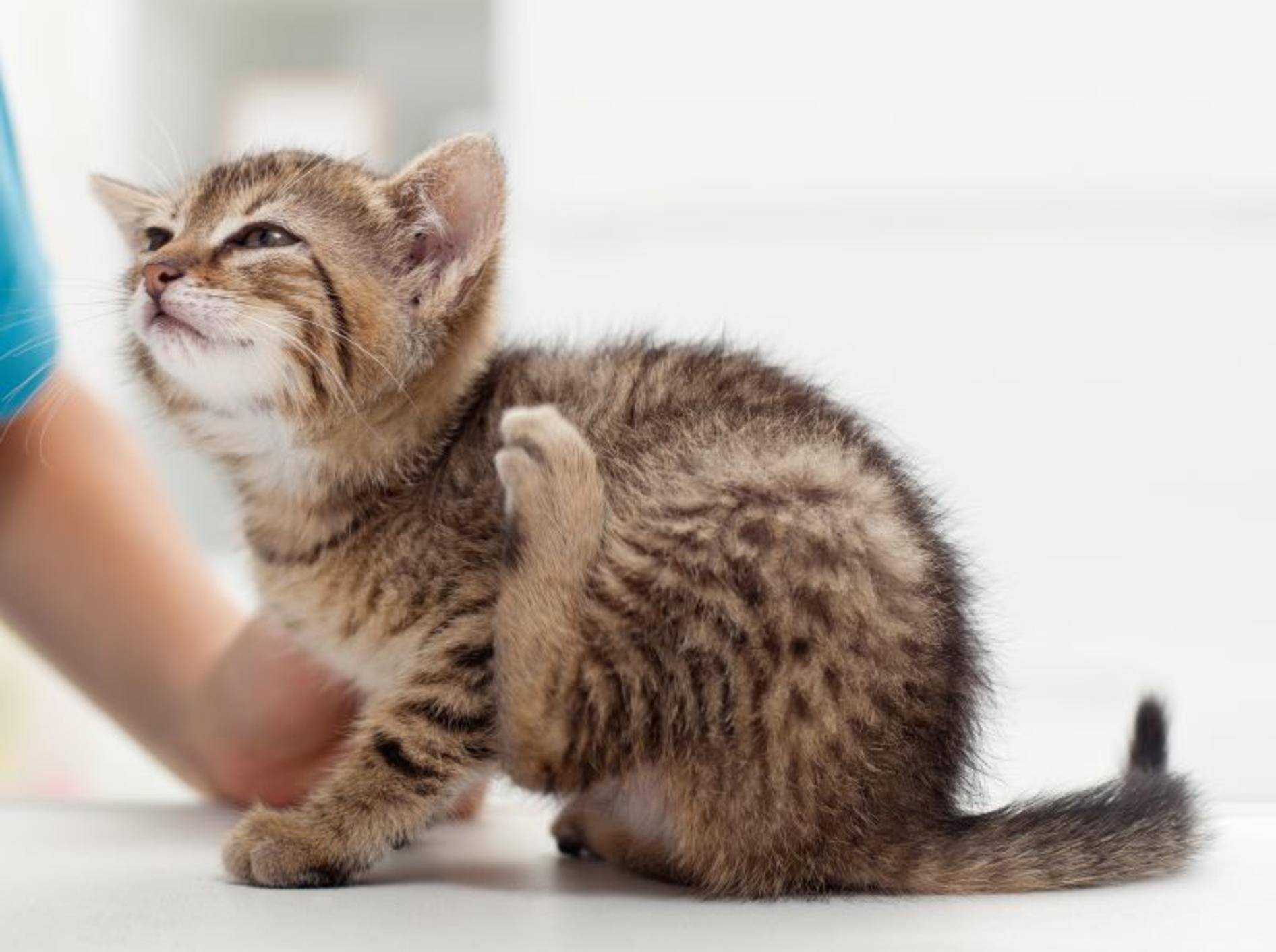 Flohmittel für Katzen: Welche gibt es? – Bild: Shutterstock / Ilike