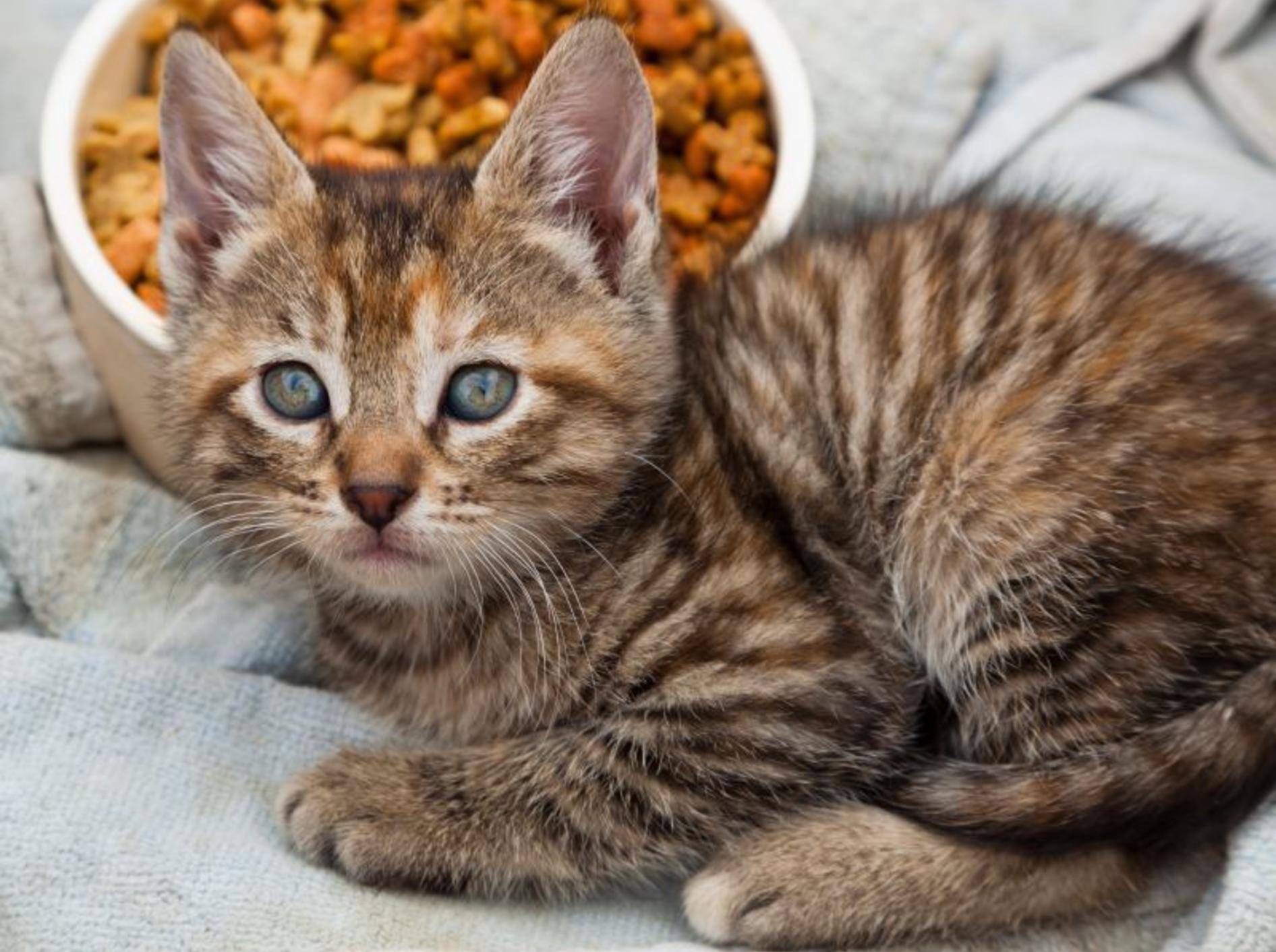 Appetitlosigkeit bei Katzen ist oft mit ein paar Tipps in den Griff zu kriegen – Bild: Shutterstock / Tami Freed
