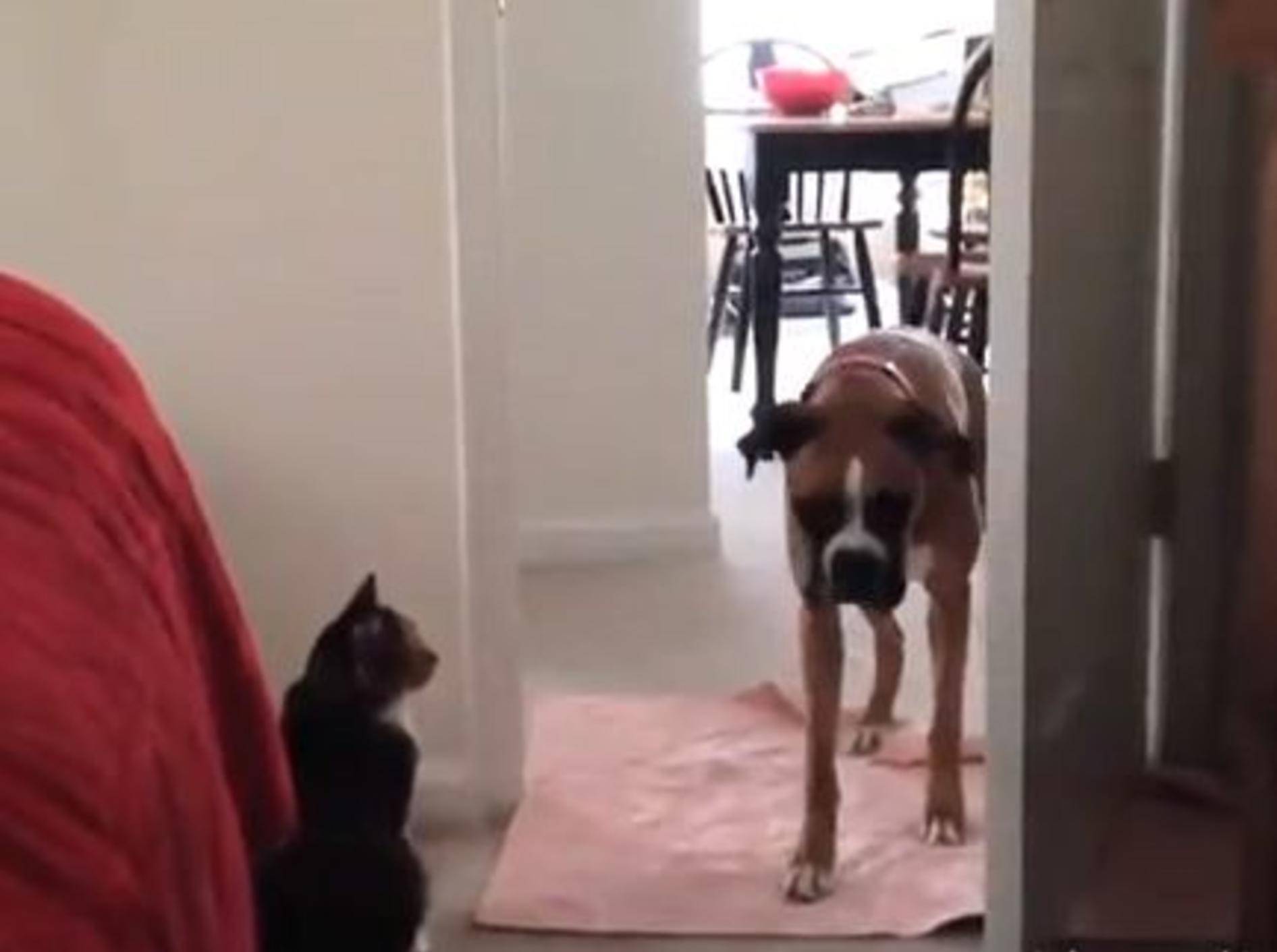 Katzen vs. Hunde: "Du kommst hier nicht durch!" – Bild: Yotube / happymedulla