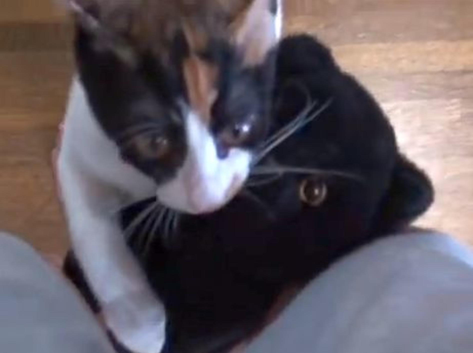 Süße Katze: Ich liebe mein Kuscheltier! – Bild: Youtube / Nyanta8355