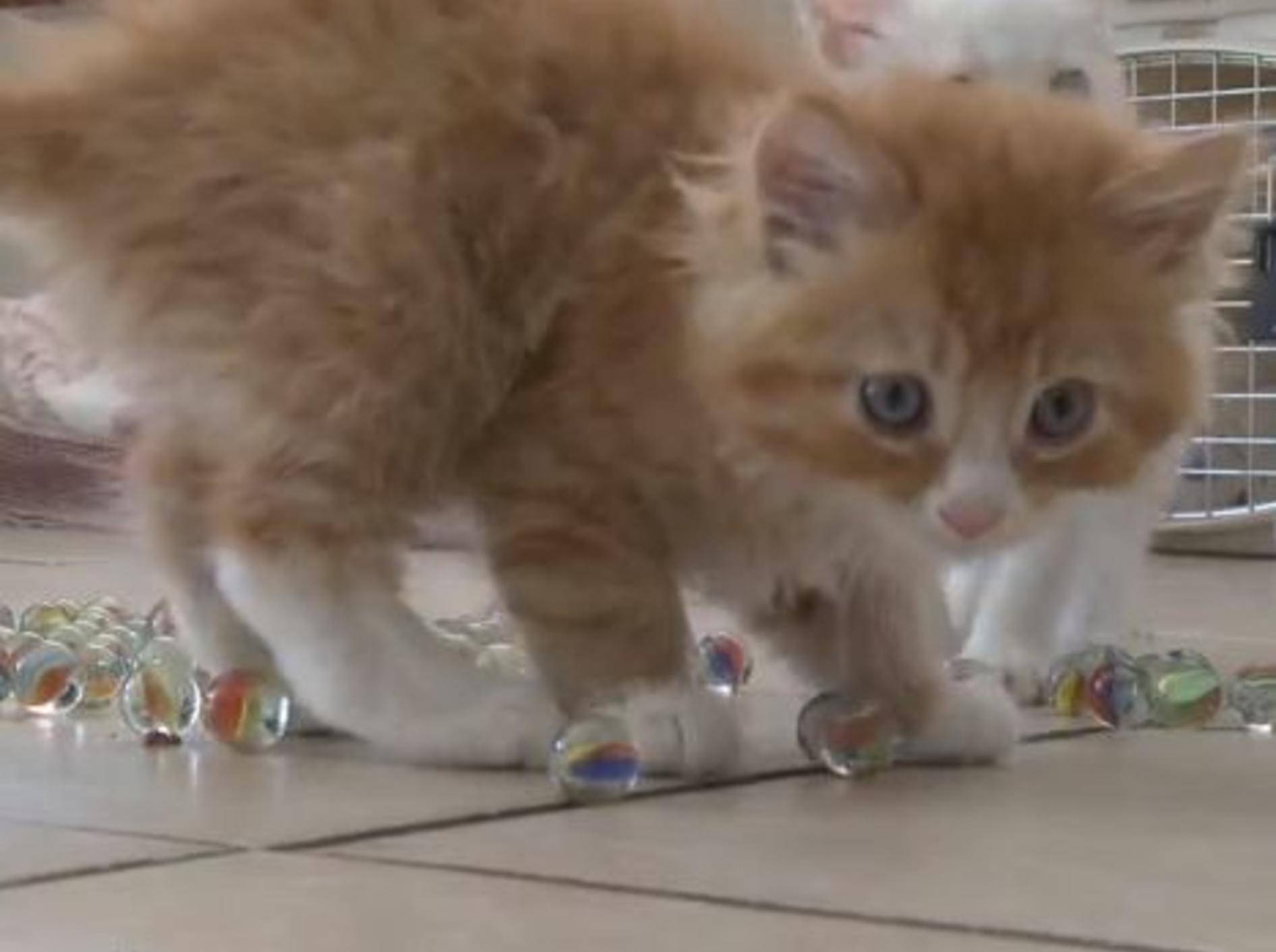 Kleine Katzen spielen mit Murmeln – Bild: Youtube / The Pet Collective
