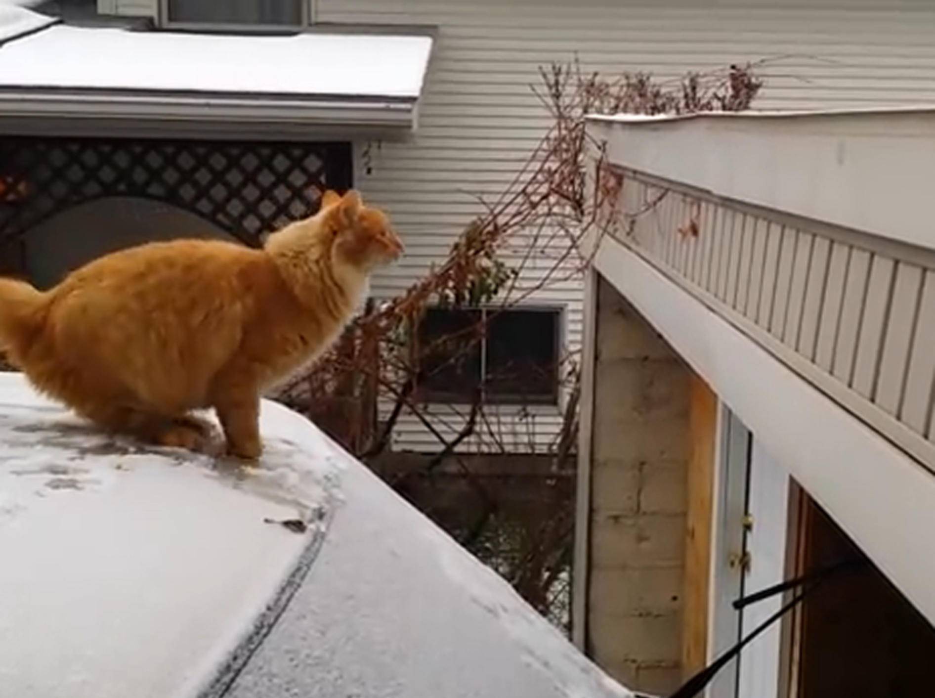 Ob dieser Katzensprung im Schnee wohl gelingt? – Bild: Youtube / YakStudios