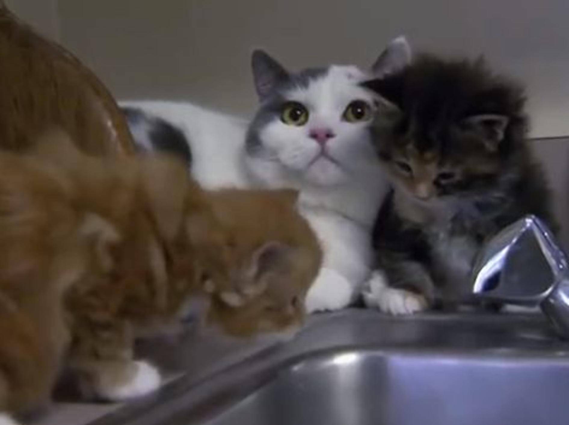 Pippa, die Katze mit dem Tierarztjob – Bild: Youtube / Animal Planet