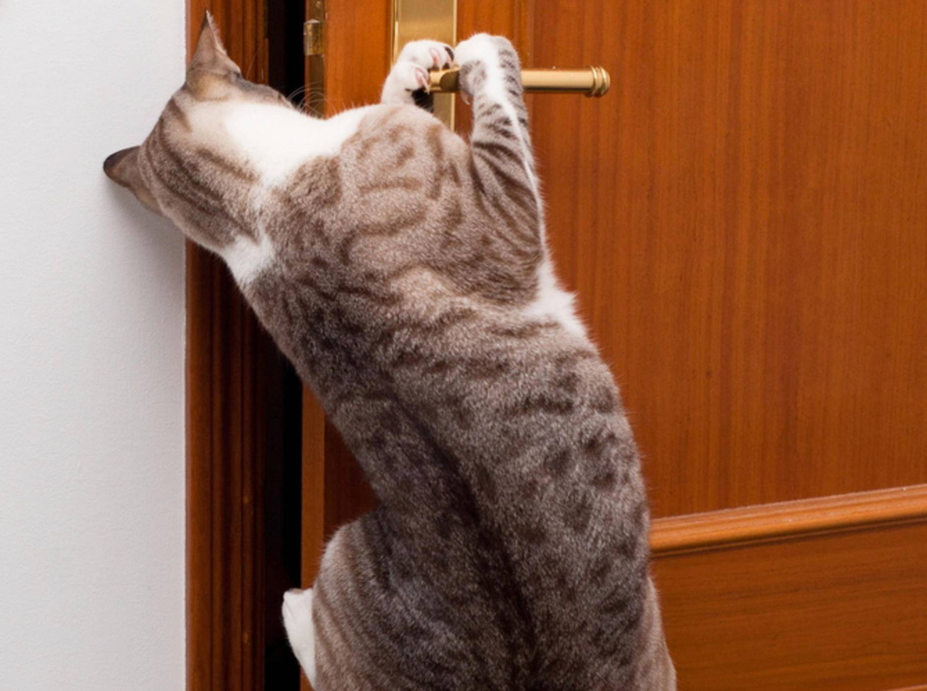 Geschickt: Vor diesen Katzen bleibt keine Tür verschlossen – Bild: Shutterstock / Jorge Pereira