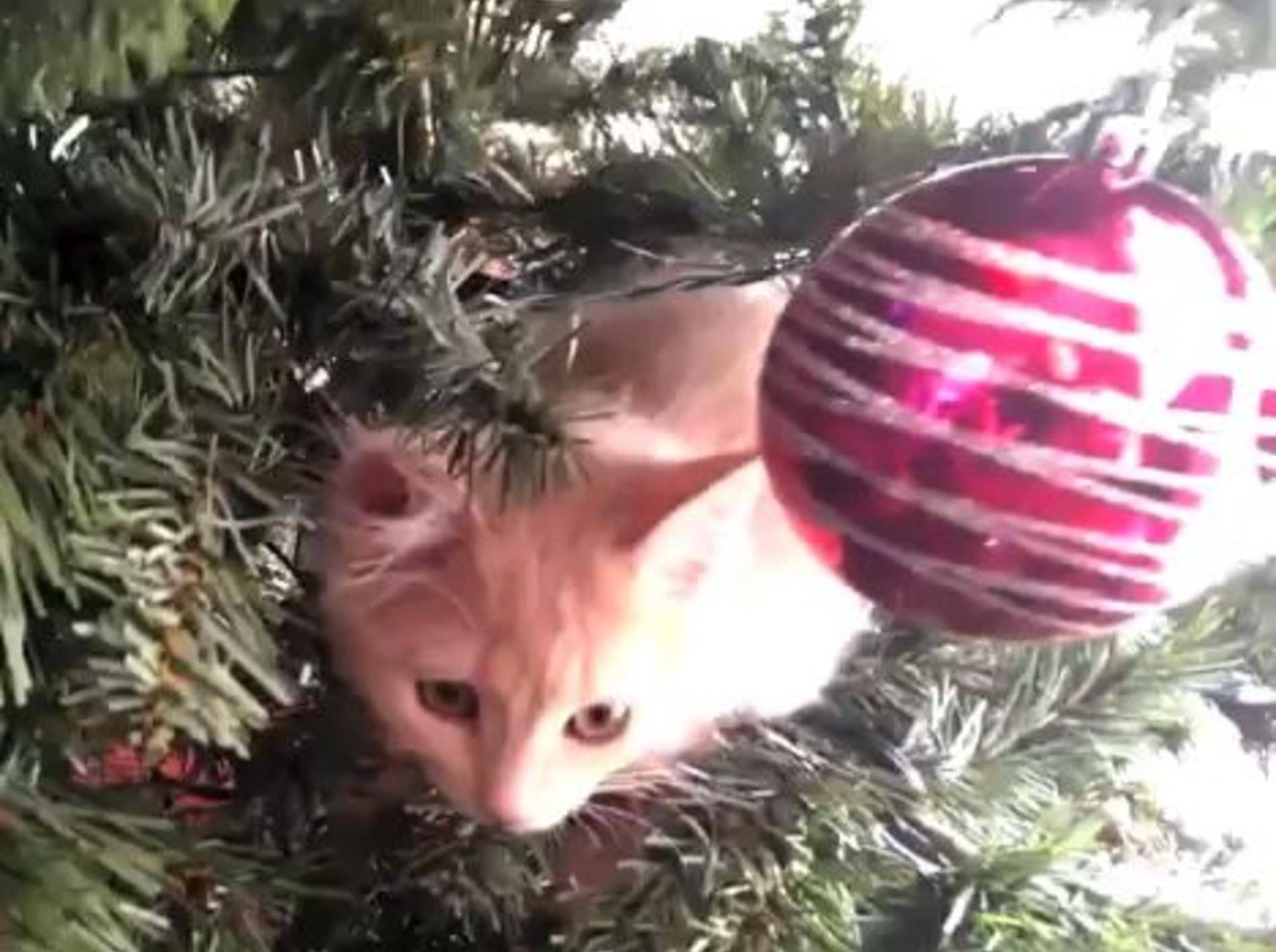 Katzen und Weihnachtsdeko: Eine schwierige Beziehung – Bild: Youtube / Sho Ko