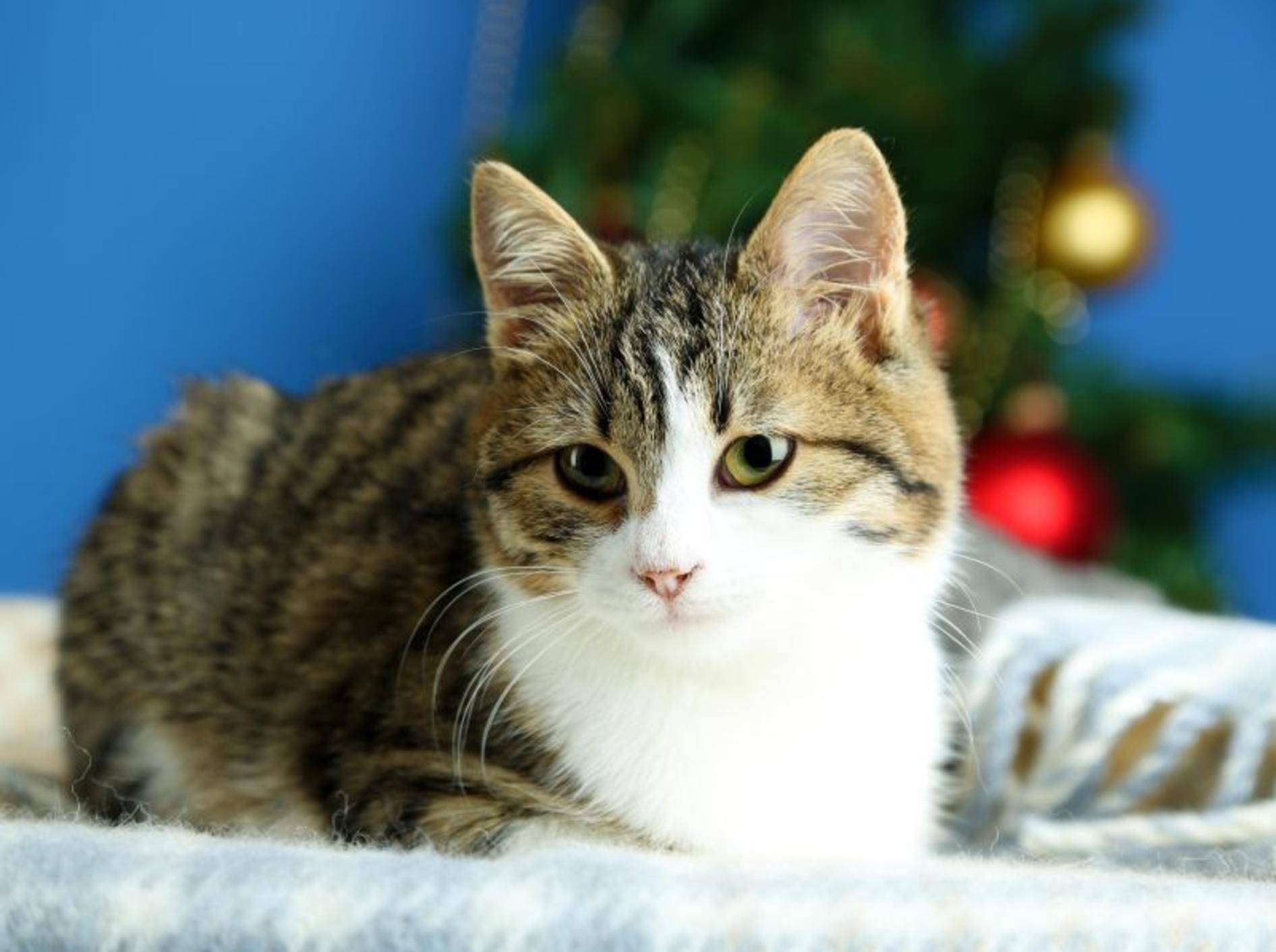 Das perfekte Weihnachts-Dinner für Katzen – Bild: Shutterstock / Africa Studio