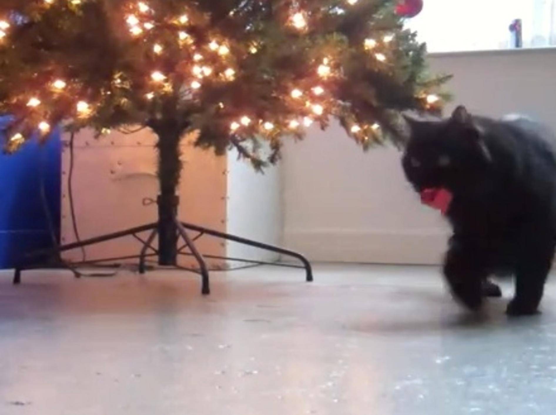Katze Shorty zeigt, wie man Weihnachtsschmuck klaut – Bild: Youtube / Sho Ko