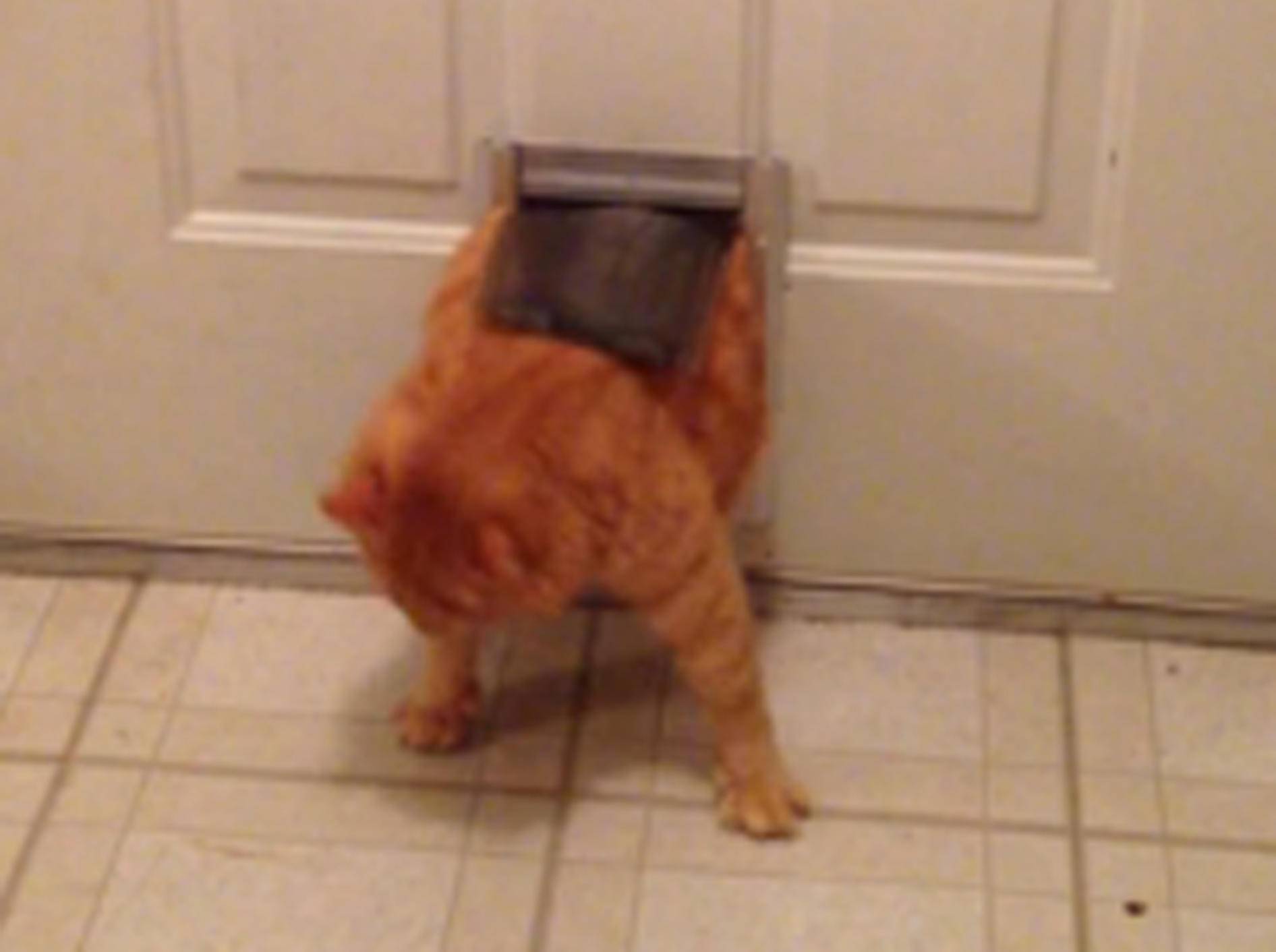 Diese Katze ist zu dick für die Klappe – Bild: Youtube / LJ Tors