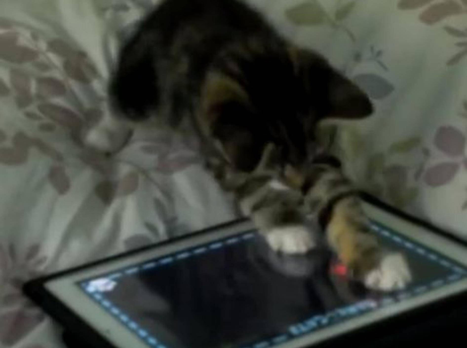 Tigerkätzchen Charlie spielt iPad – Bild: Youtube / ThirstForEverything