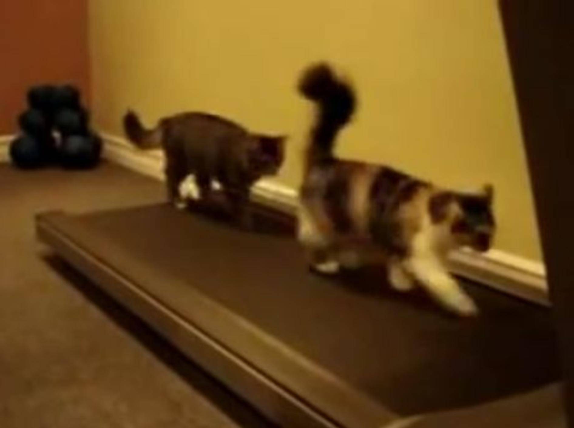 Laufbandtraining: Die sportlichsten Katzen der Welt? – Bild: Youtube / funnys0ngus