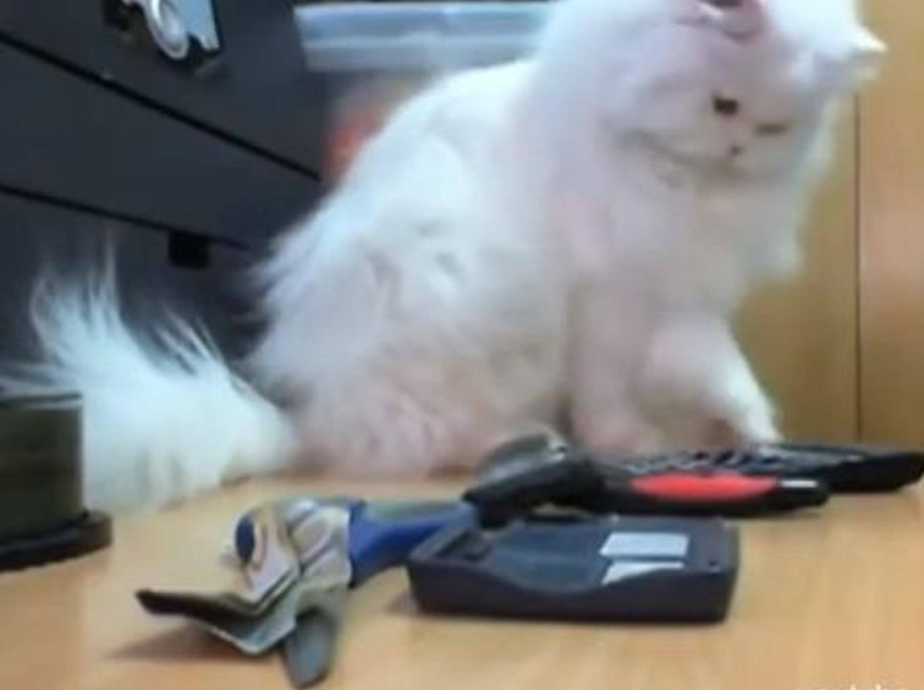 Und Schubs: Wozu Katzen ihre Pfötchen nutzen –Bild: Youtube / ארז אבני
