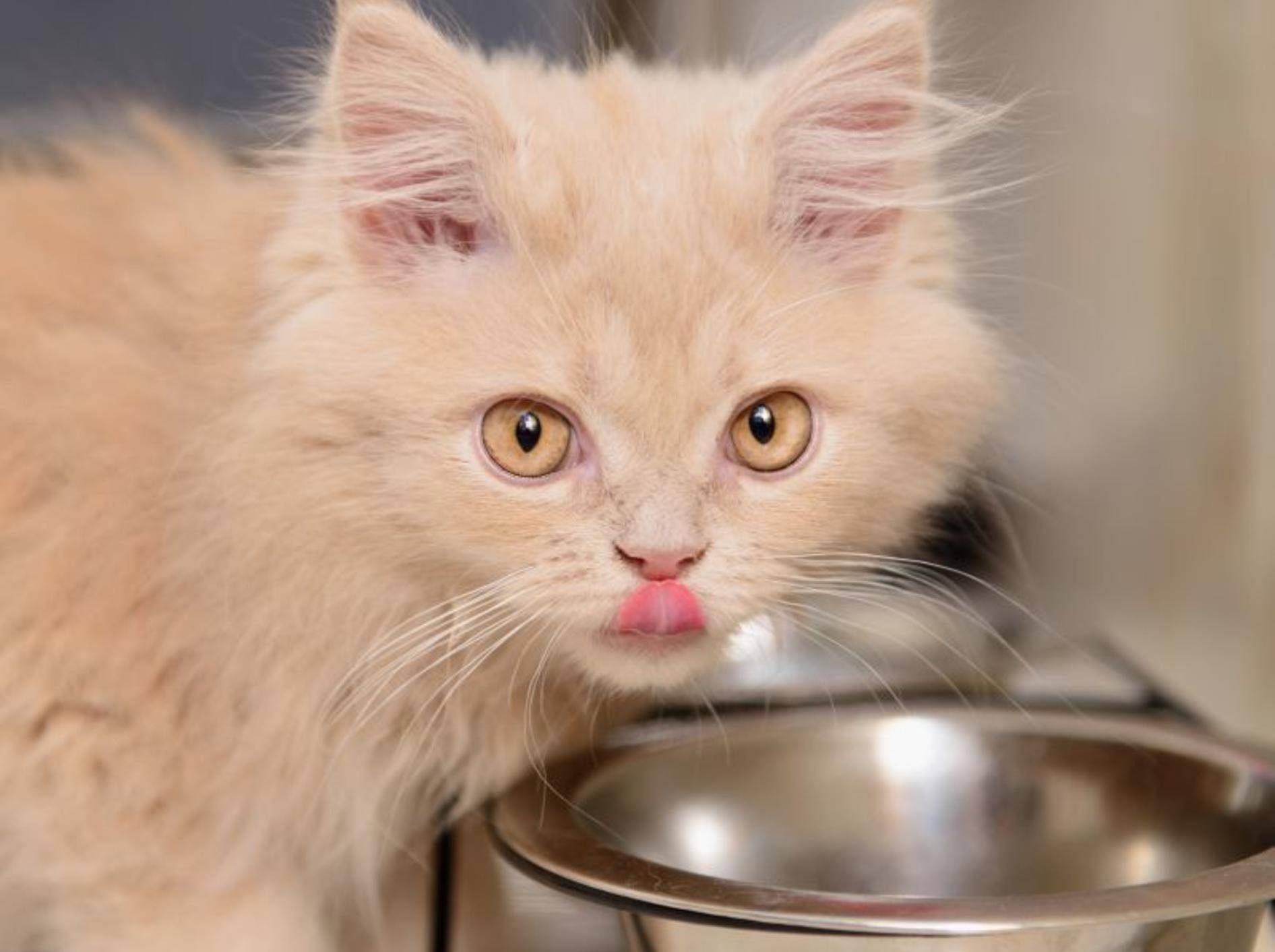Katzen mit Schonkost füttern: Selbermachen ist nicht schwer – Bild: Shutterstock / Inna Astakhova