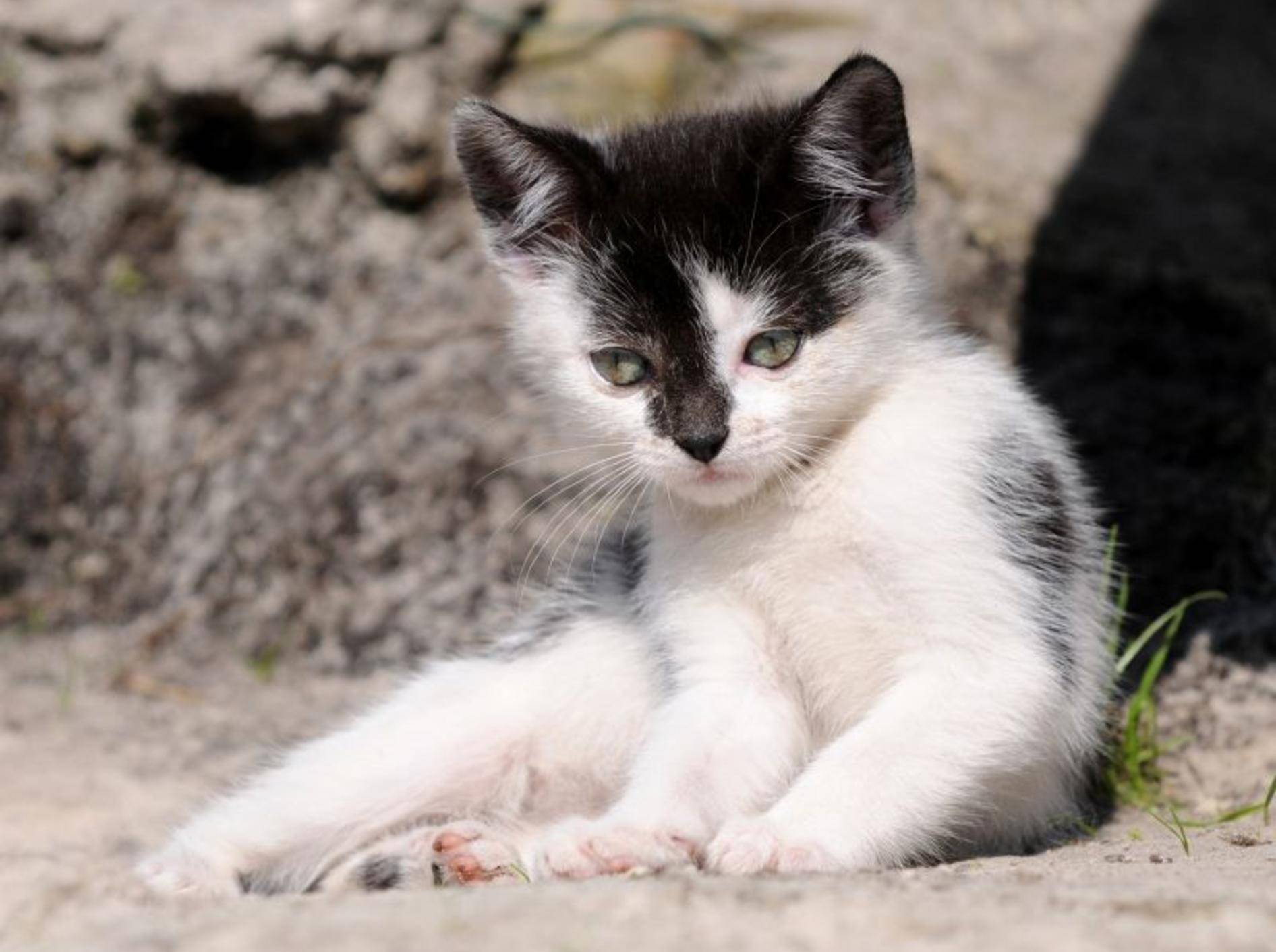Wunderschön, so ein Kuhmuster, oder? Dieses Katzenbaby macht seinen ersten Ausflug – Bild: Shutterstock / Schubbel
