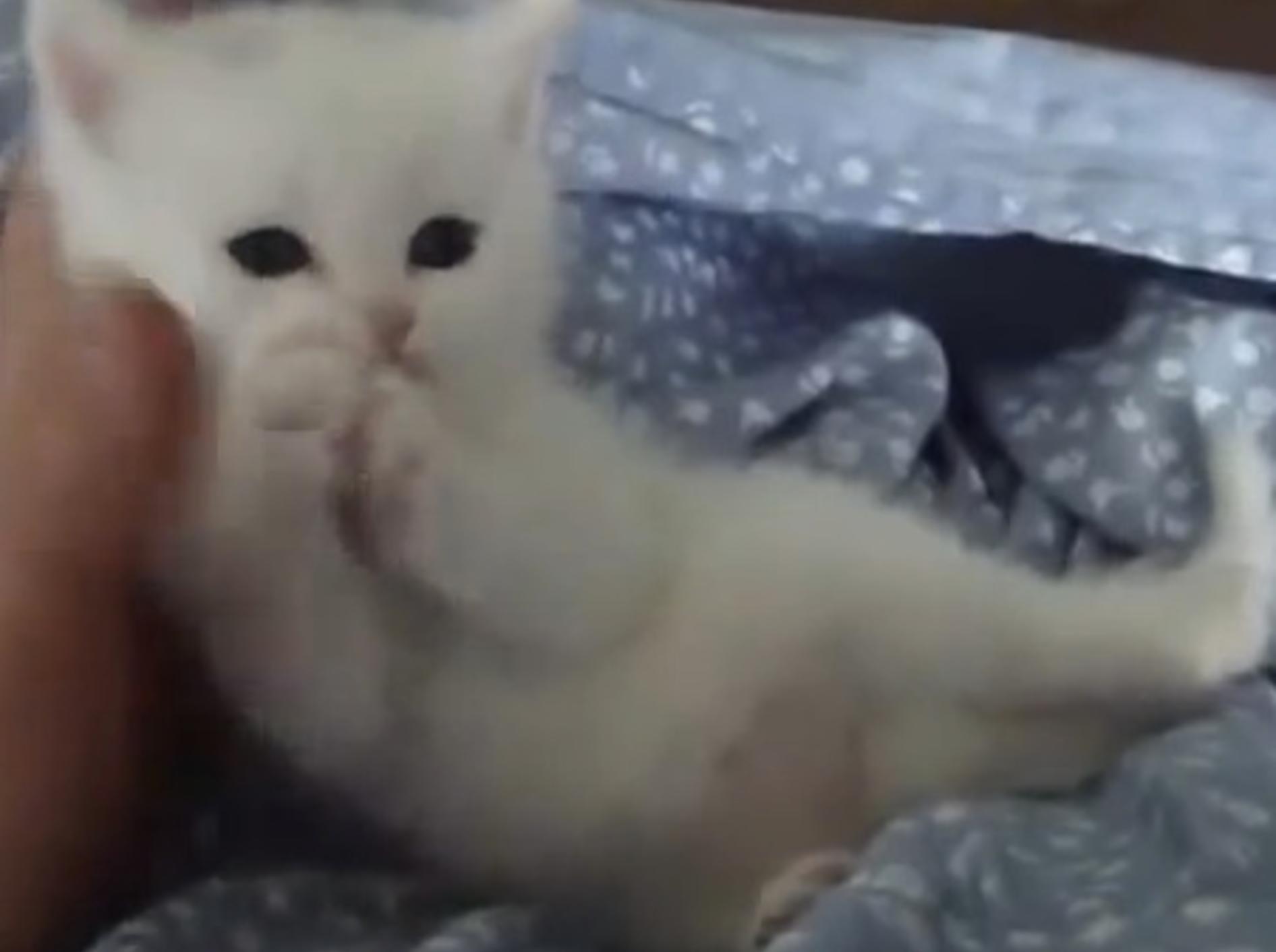 So hübsch: Ein schneeweißes Katzenbaby – Bild: Youtube / mameshibavideos