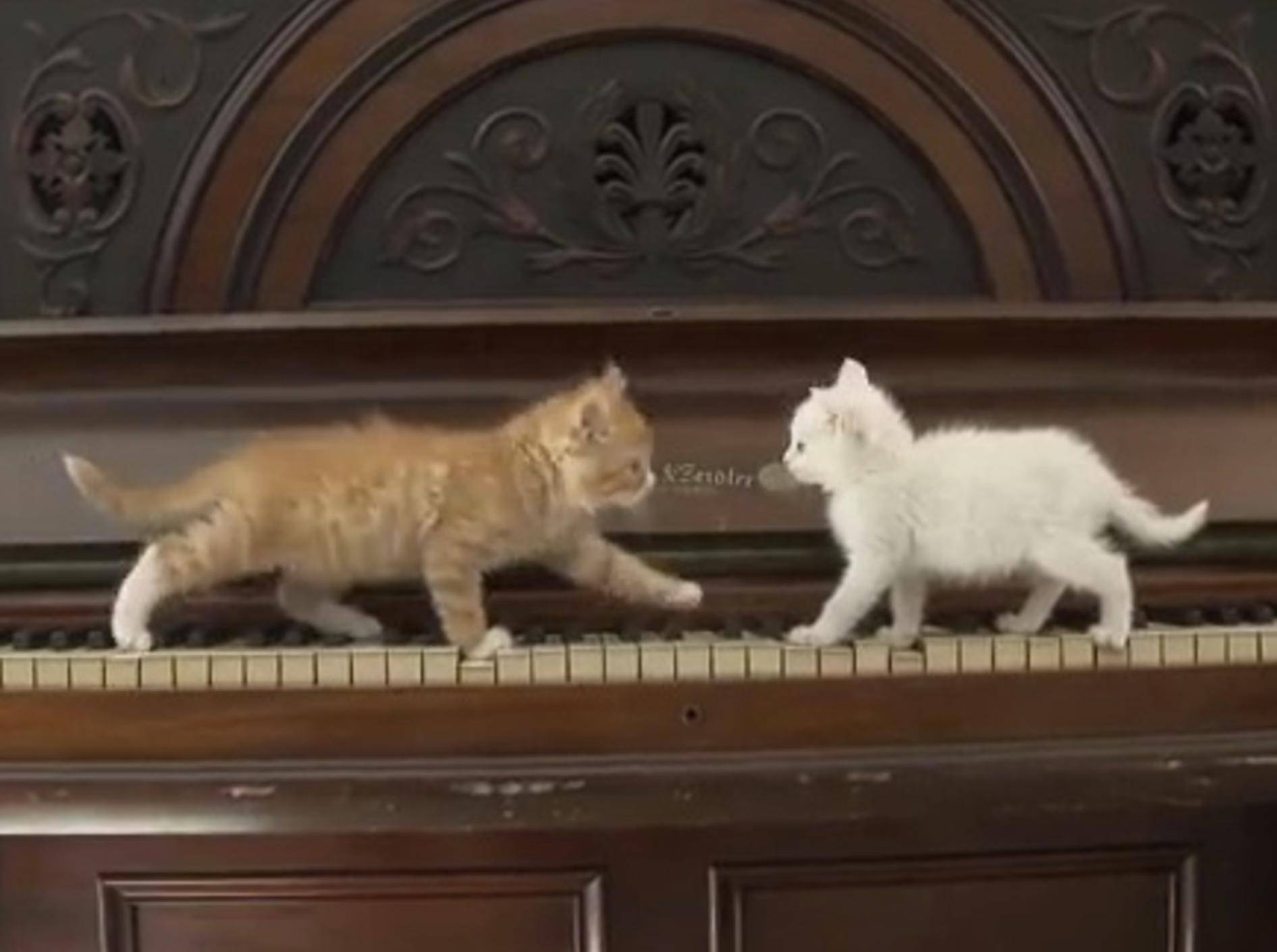 Babykatzen geben ein kleines Klavier-Konzert – Bild: Youtube / The Pet Collective