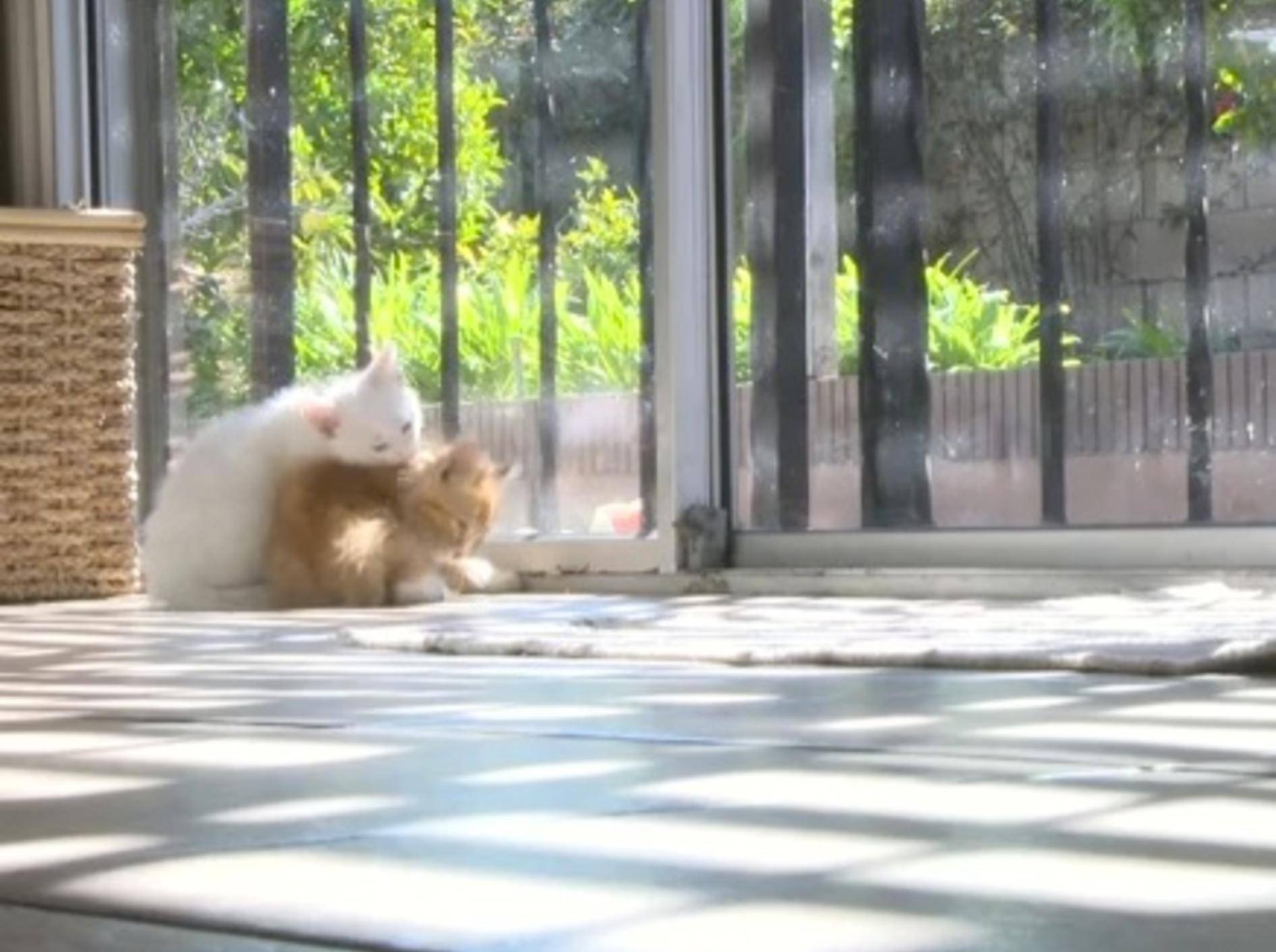 Putziges Kitten-Duo bei der Katzenwäsche – Bild: Youtube / The Pet Collective