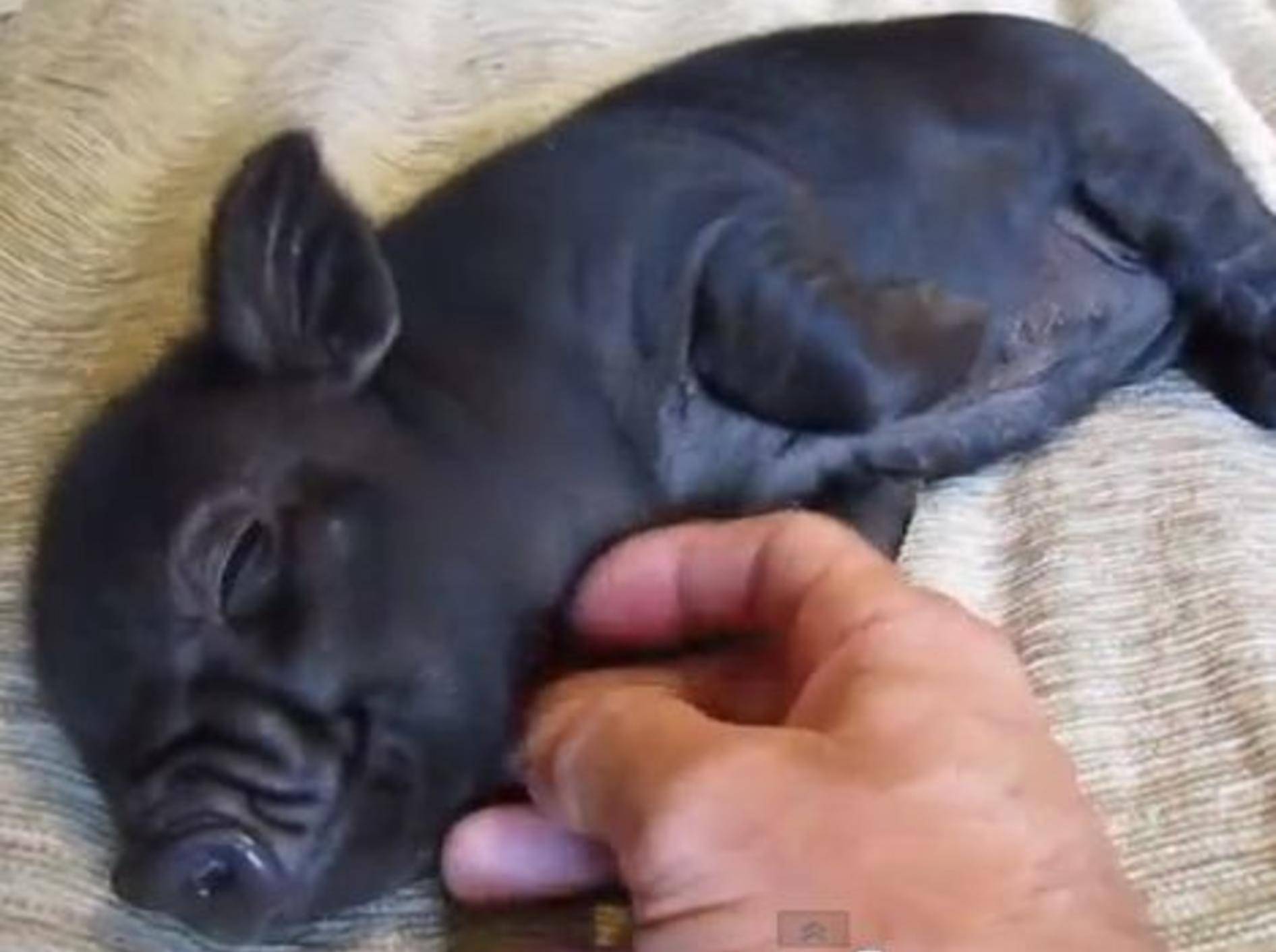 Süßes Minischwein mag gekrault werden – Bild: Youtube / petpiggies