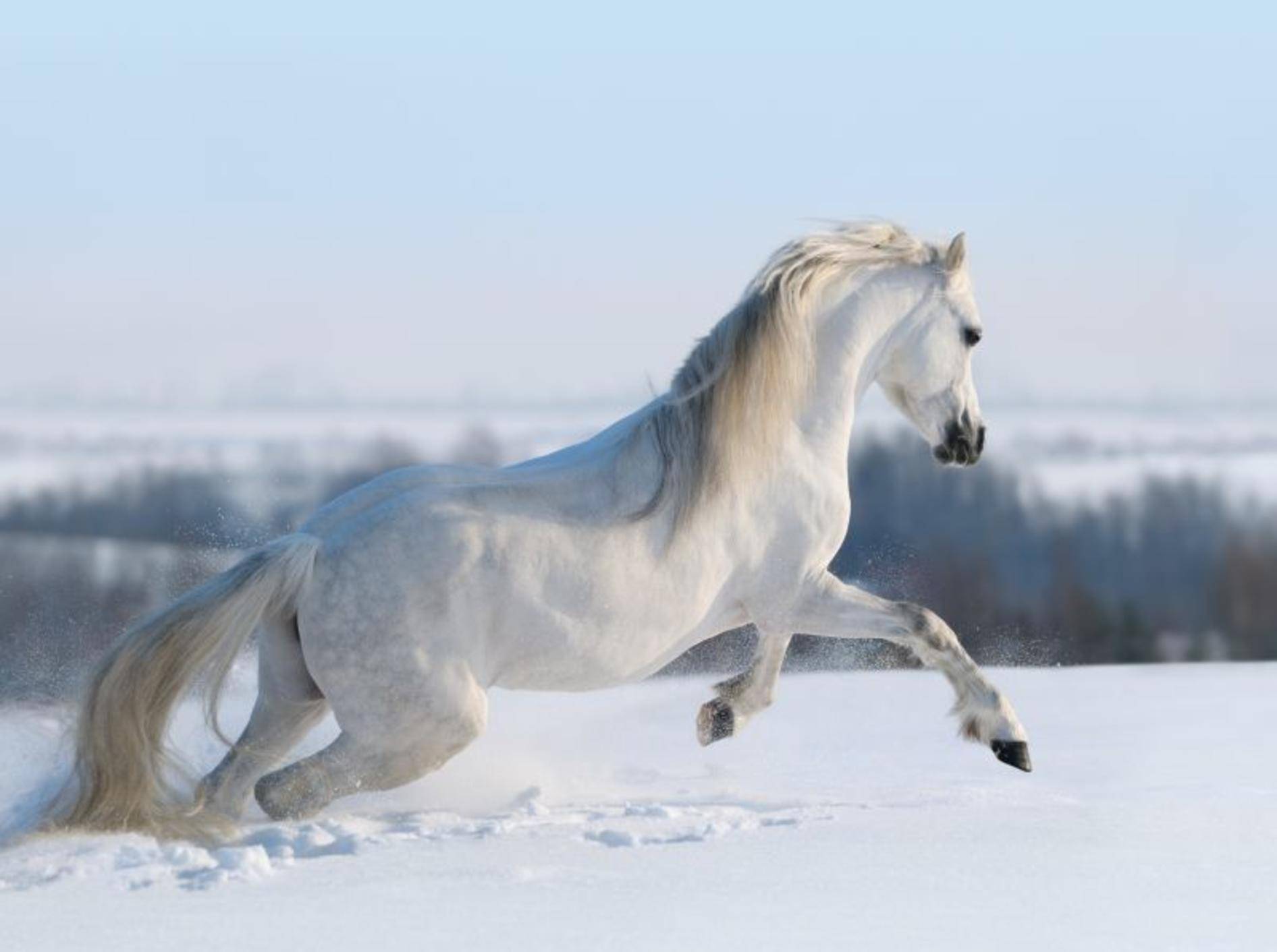 Für Pferde ist so eine frische Schneedecke im Winter wunderbar, um sich auszutoben – Bild: Shutterstock / Abramova Kseniya