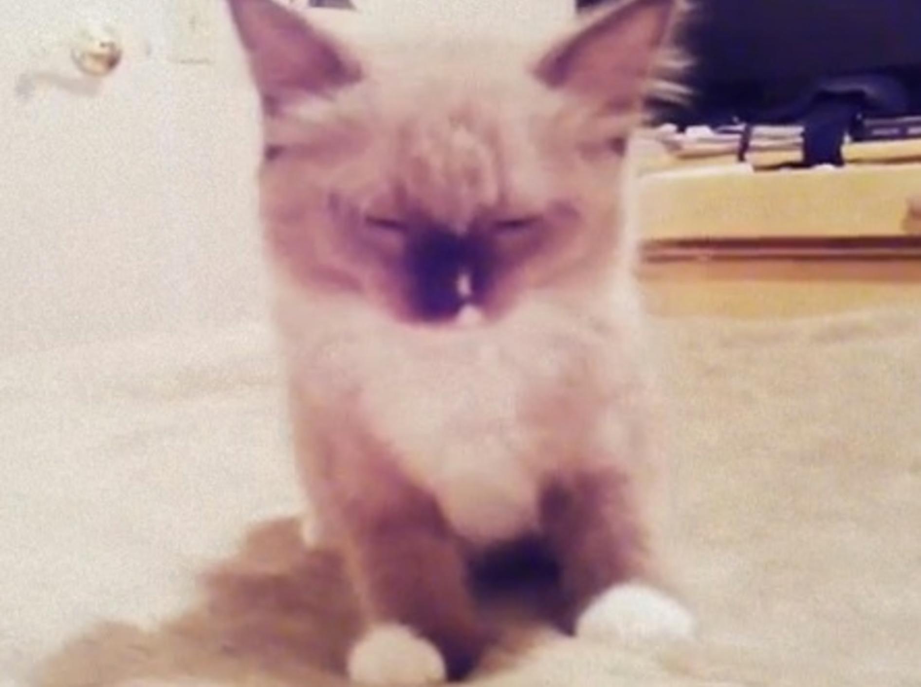 Ragdoll Katzenbaby versucht, wach zu bleiben – Bild: Youtube / Chiddo Luna