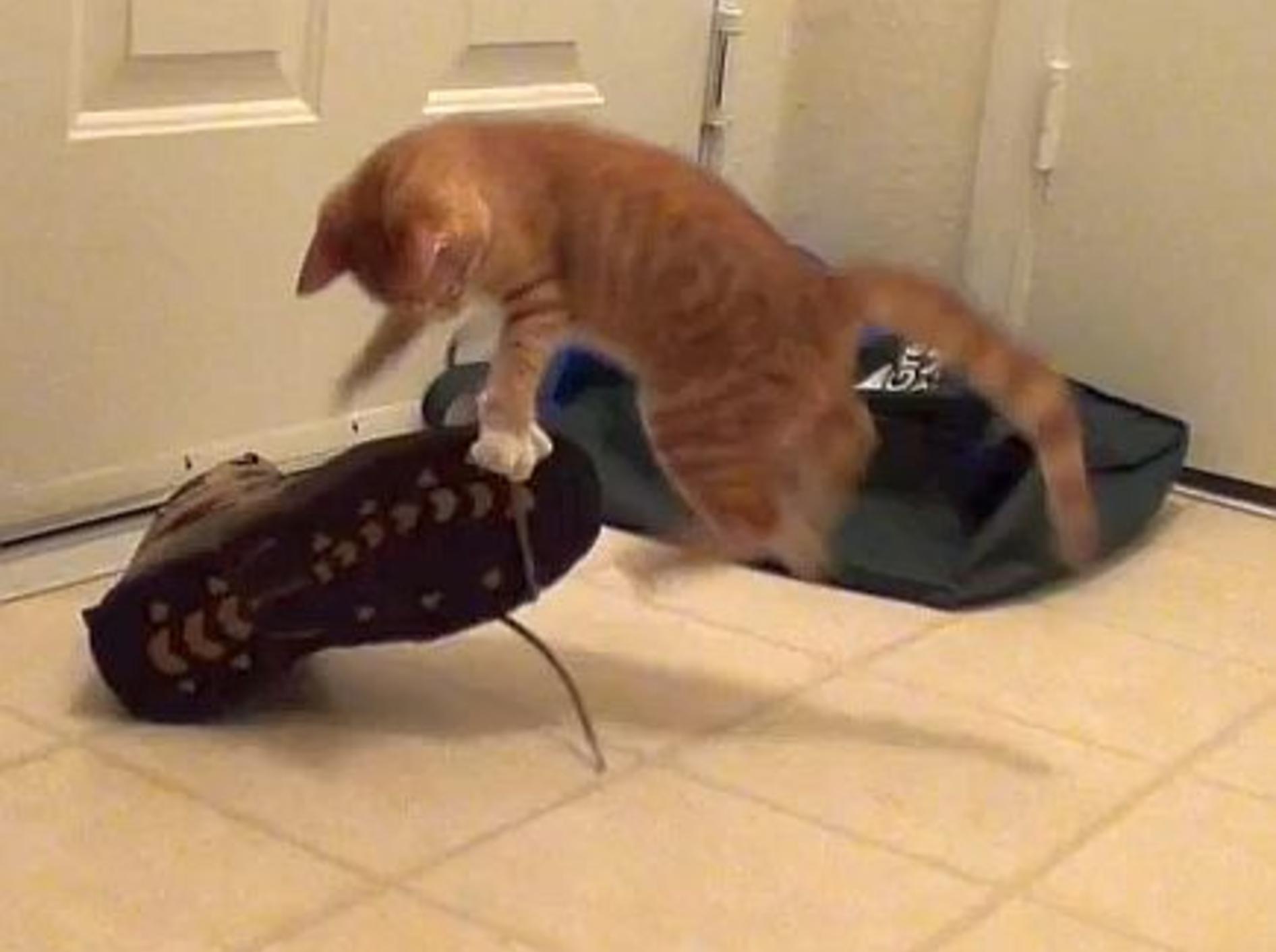 Quietschfideles Katzenbaby legt sich mit Schuhen an – Bild: Youtube / Chris Poole