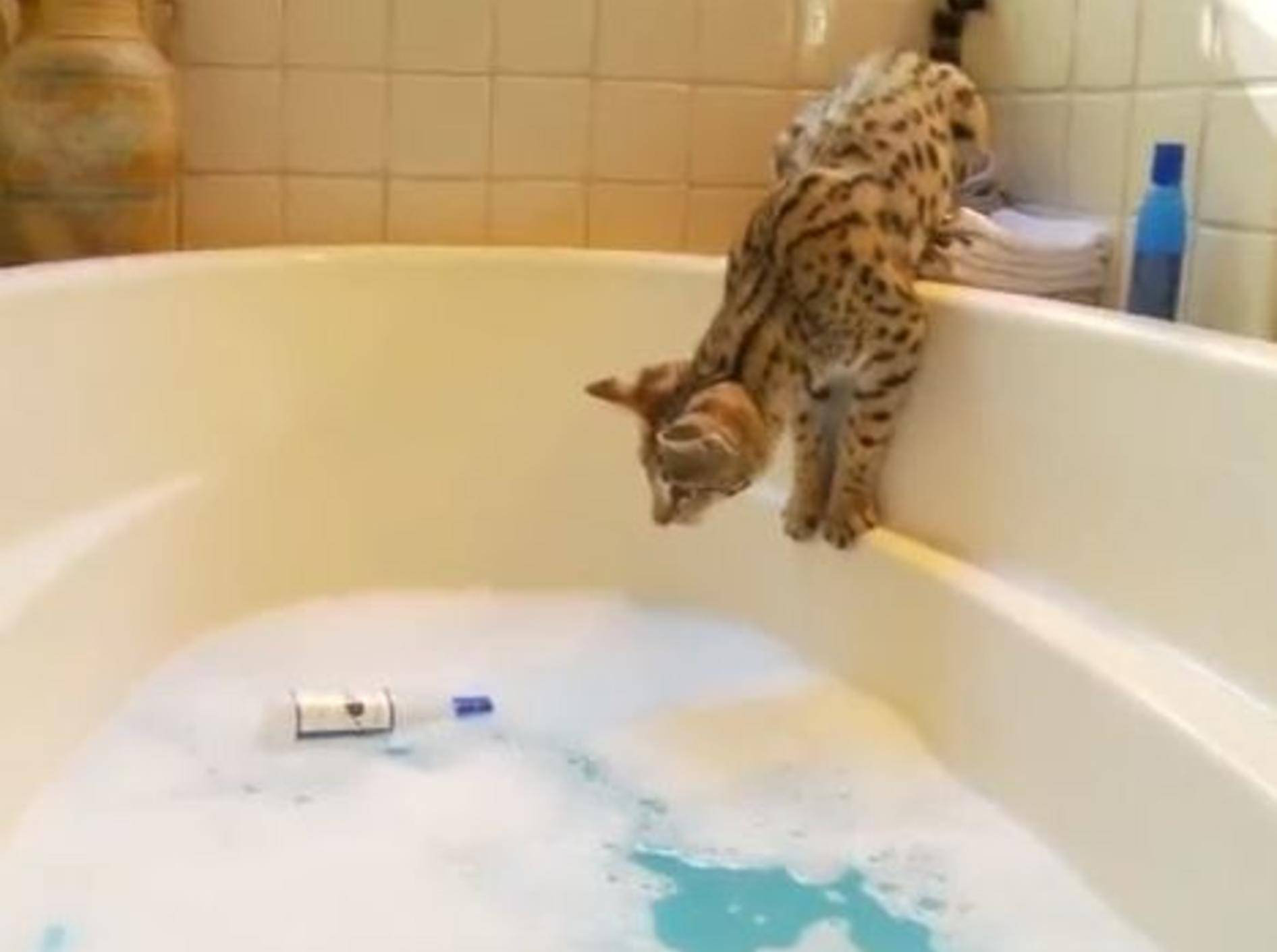 Savannah-Katze holt ihr Spielzeug aus der Badewanne – Bild: Youtube / The Pet Collective