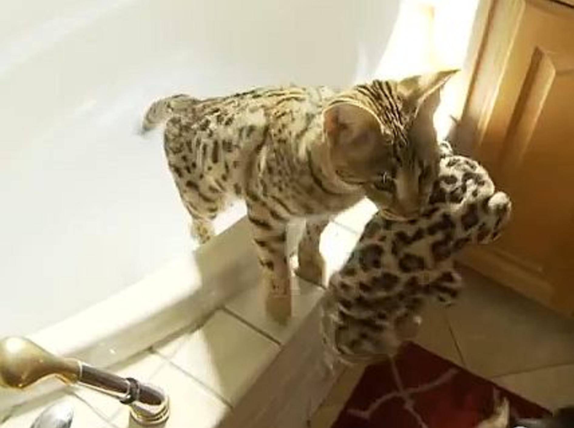 Savannah-Katze zeigt Apportieren für Profis – Bild: Youtube / The Pet Collective