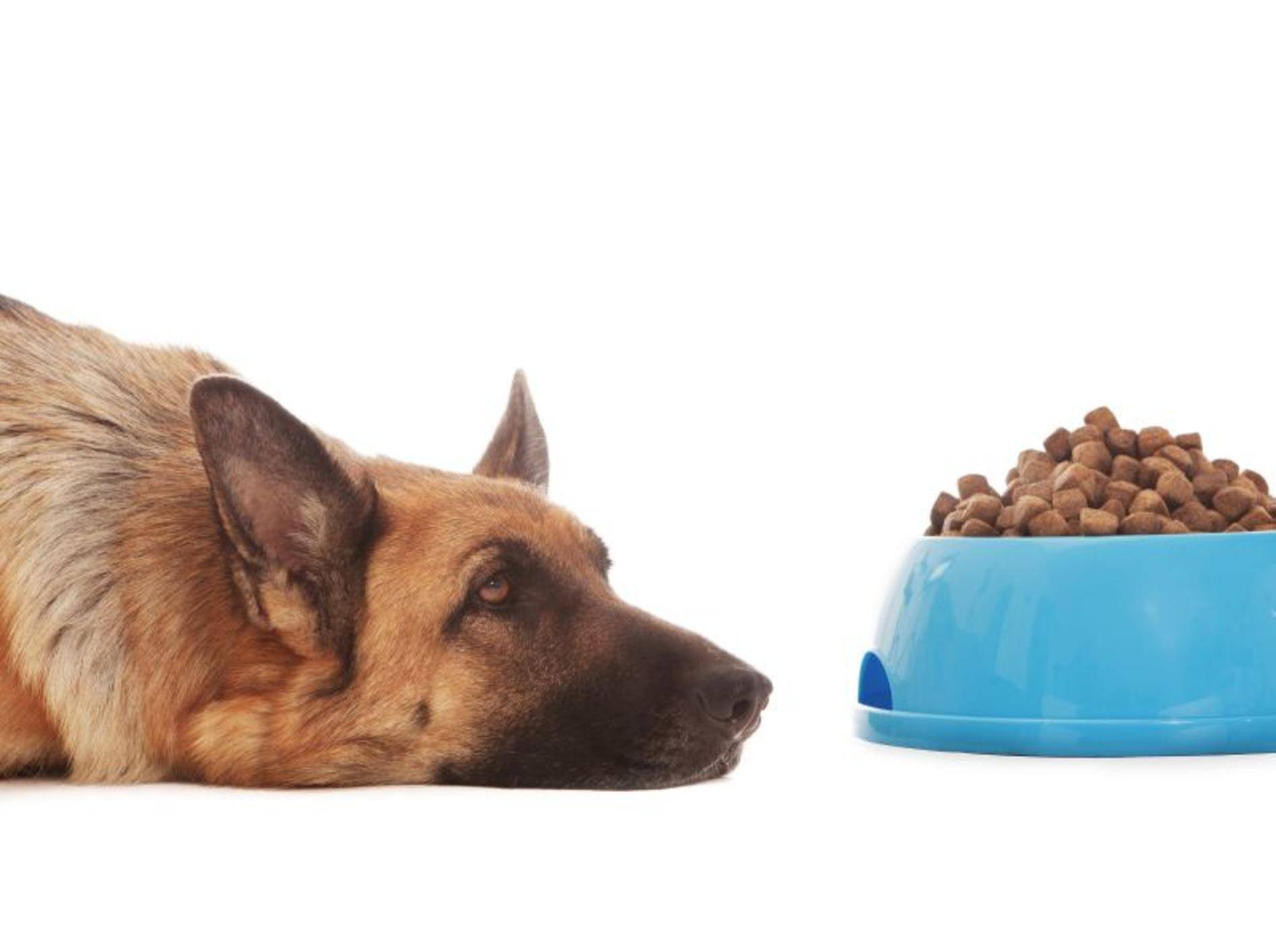 Schonkost für Hunde ist leichter verträglich als herkömmliches Futter – Bild: Shutterstock / Francesco83