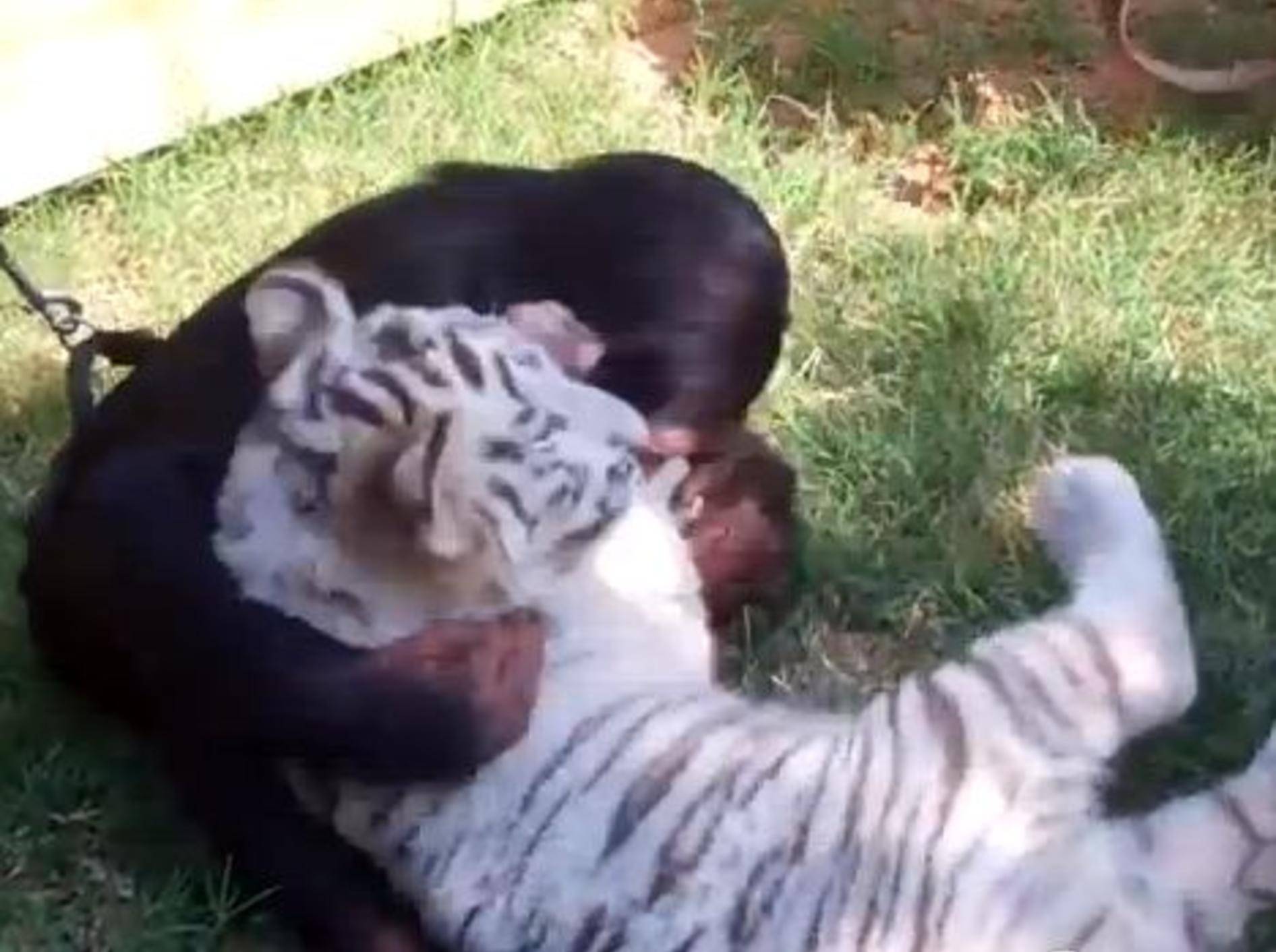 Wie süß: Babytiger, Wolf und Schimpanse spielen – Bild: Youtube / JoeExoticTV