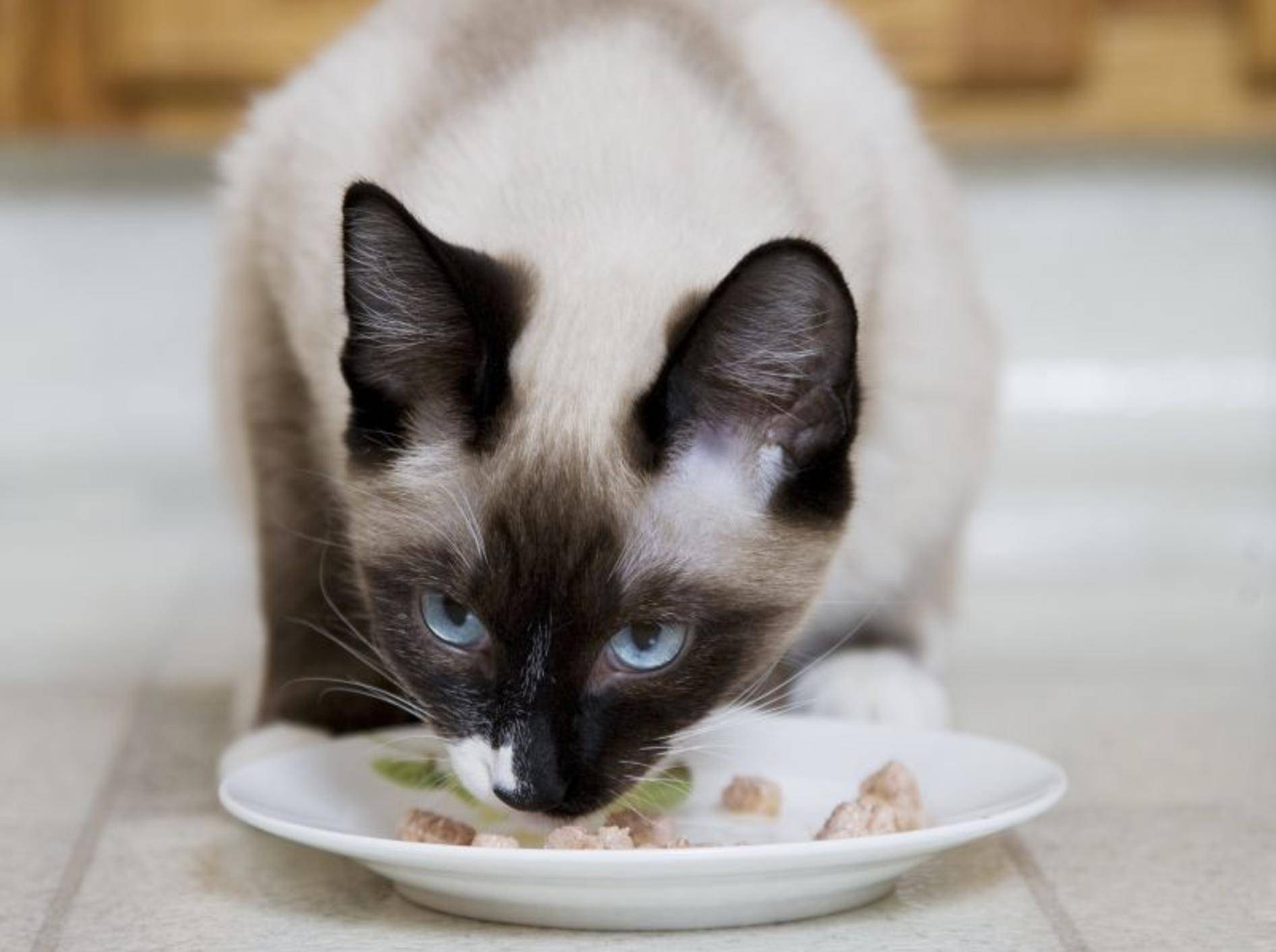Schonkost für Katzen können Sie selbst zu bereiten oder fertig kaufen – Bild: Shutterstock / Brenda Carson