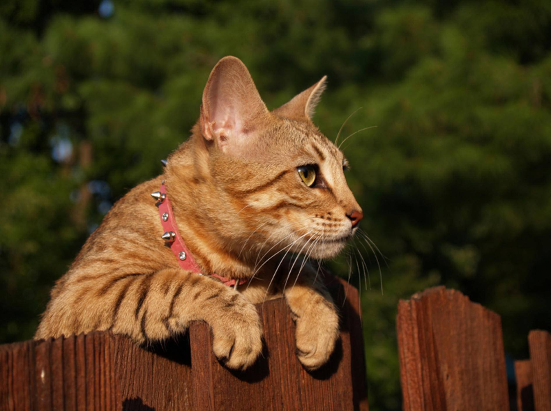Verspielte Savannah-Katze wirft einen neugierigen Blick über den Zaun – Bild: Shutterstock / Lindasj22