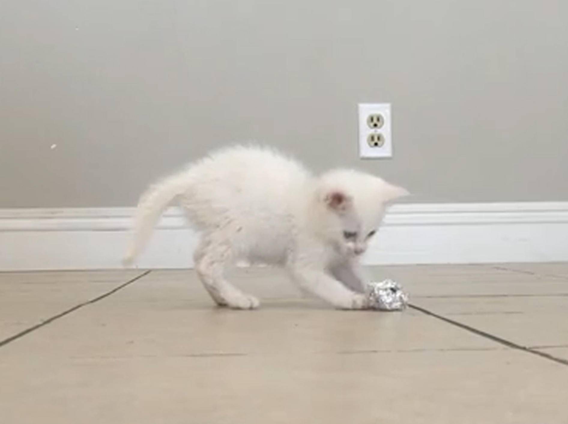 Weißes Katzenbaby spielt mit Alu-Ball – Bild: Youtube / The Pet Collective