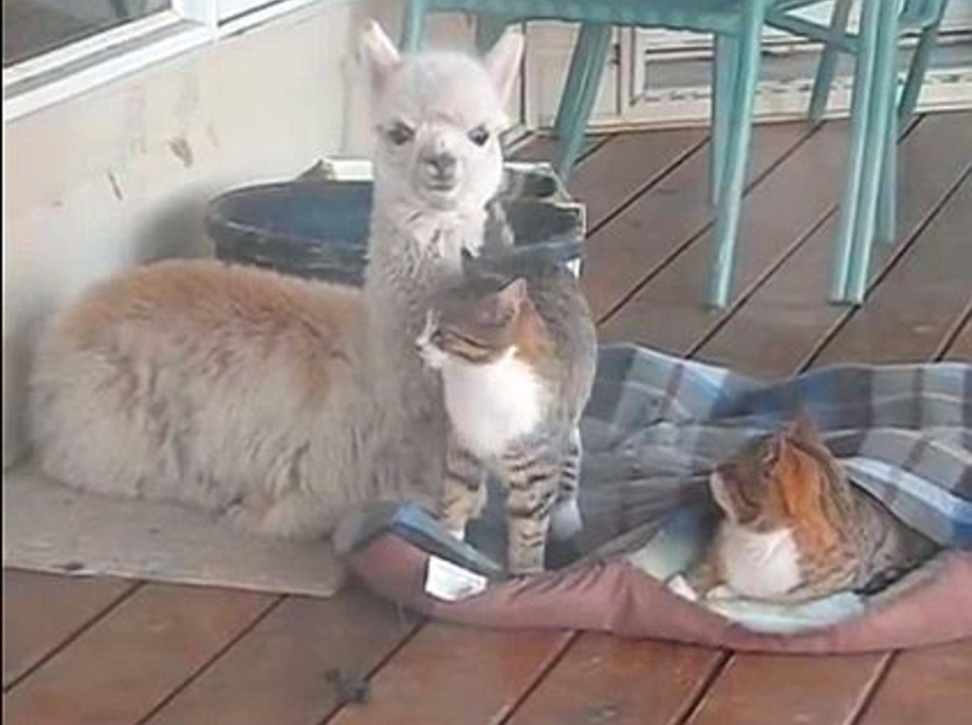 Flauschige Freunde: Alpaka und zwei Katzen – Bild: Youtube / A to Z Alpacas
