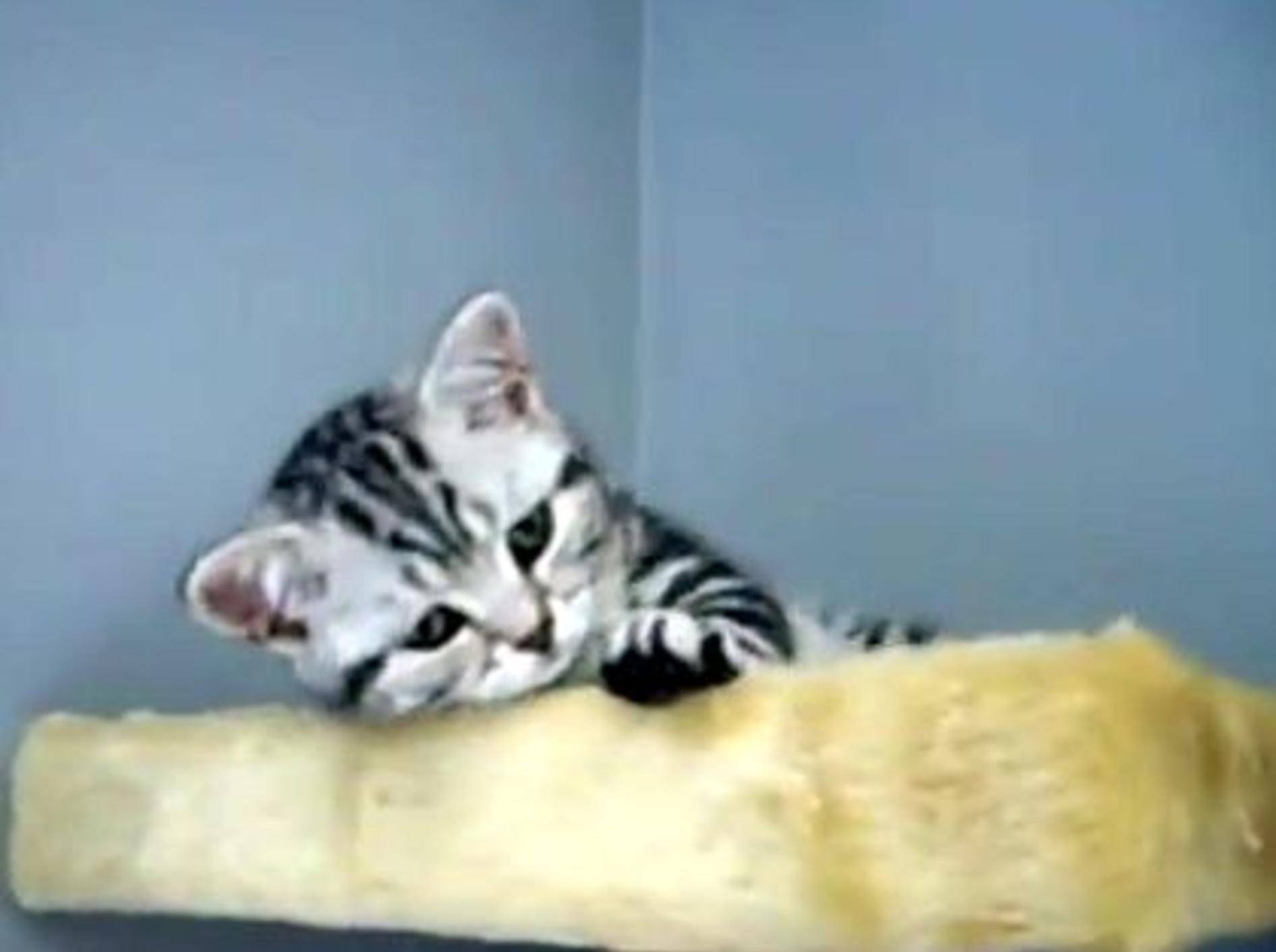 Flauschige Britisch Kurzhaar Katze: Einfach nur süß – Bild: Youtube / Vannieee81